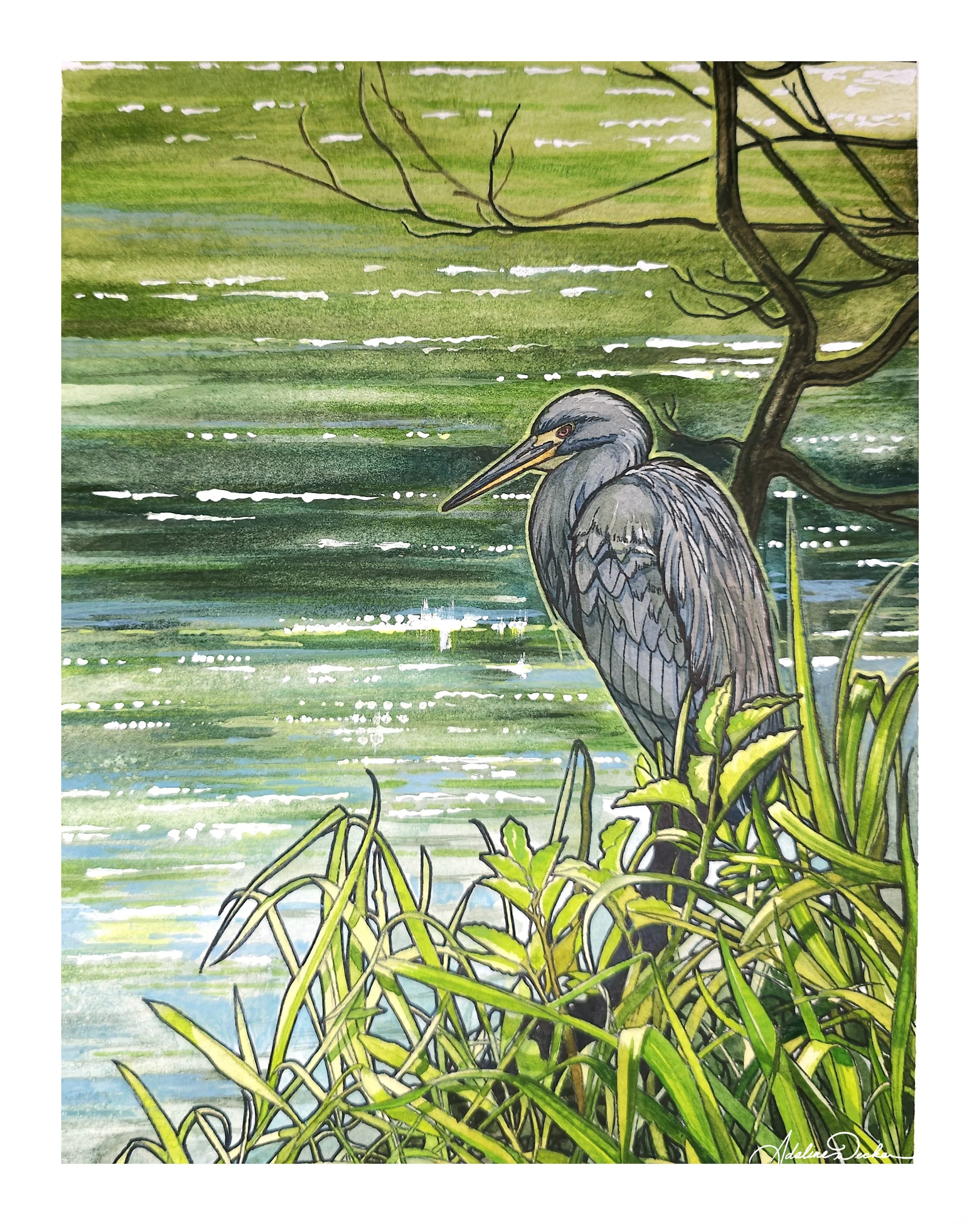 Venetian Tri-Colored Heron