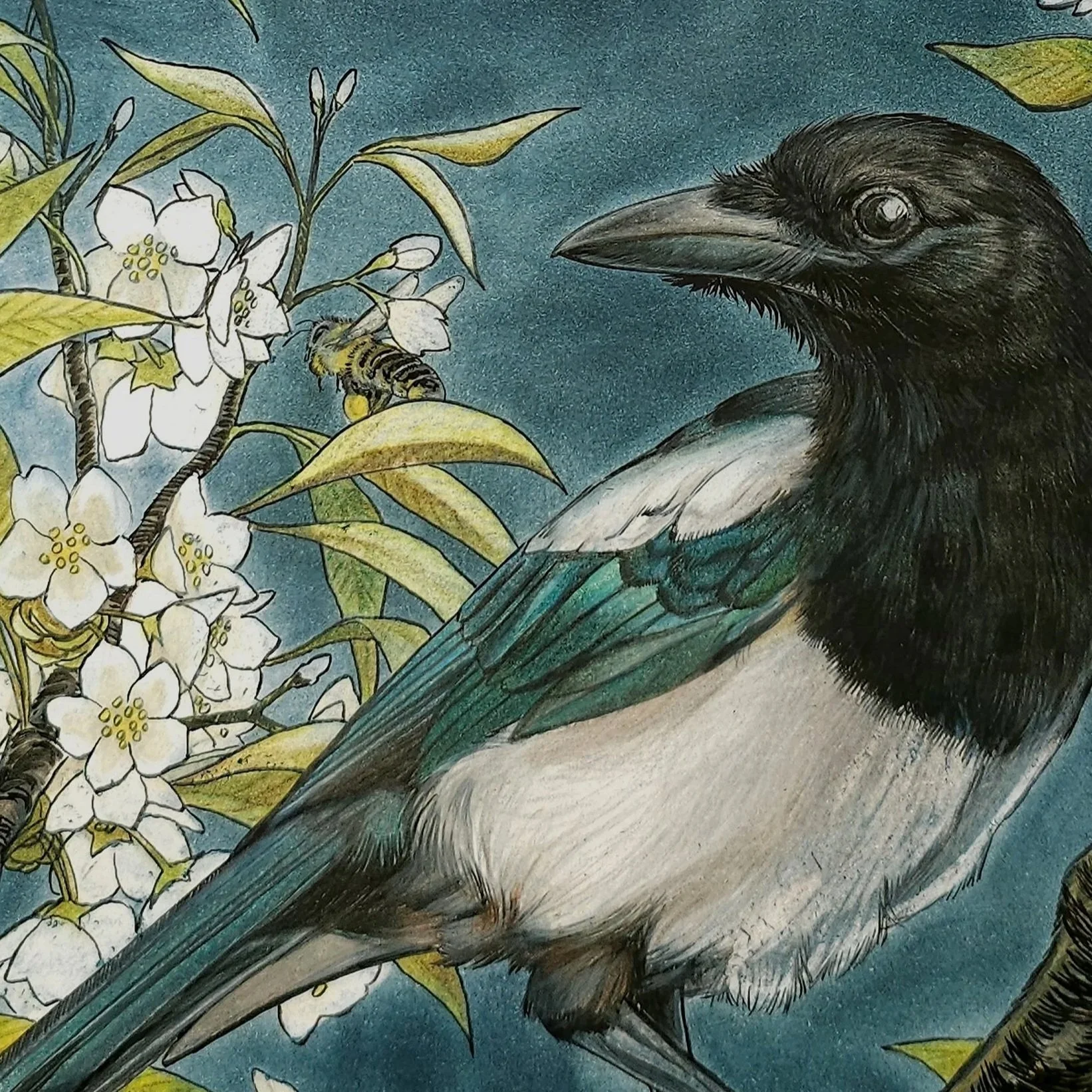 TheMagpieandtheBlossoms13x24.jpg