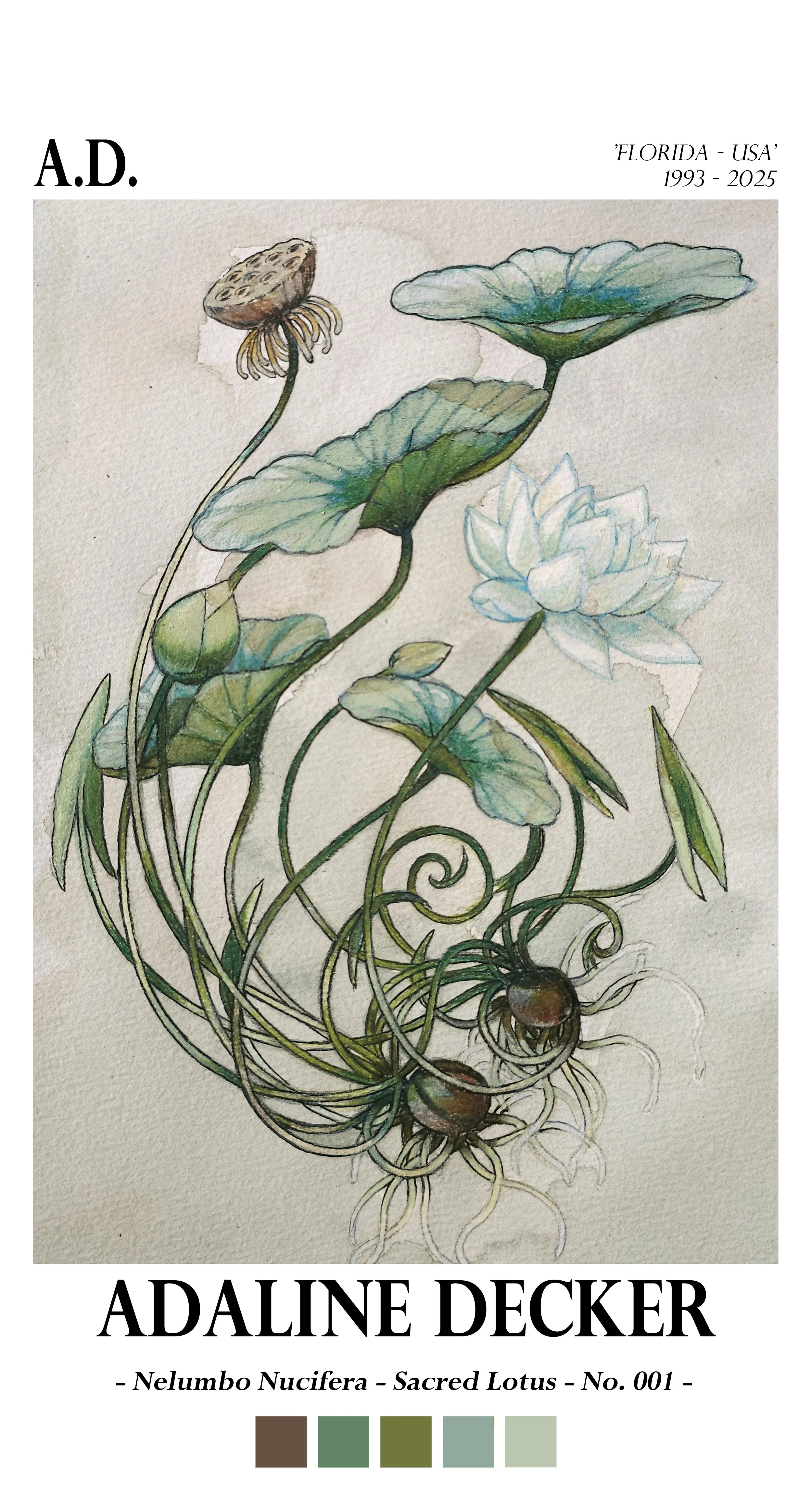 Nelumbo Nucifera - Sacred Lotus - No. 001 - Fine Art Print - 13"x24"