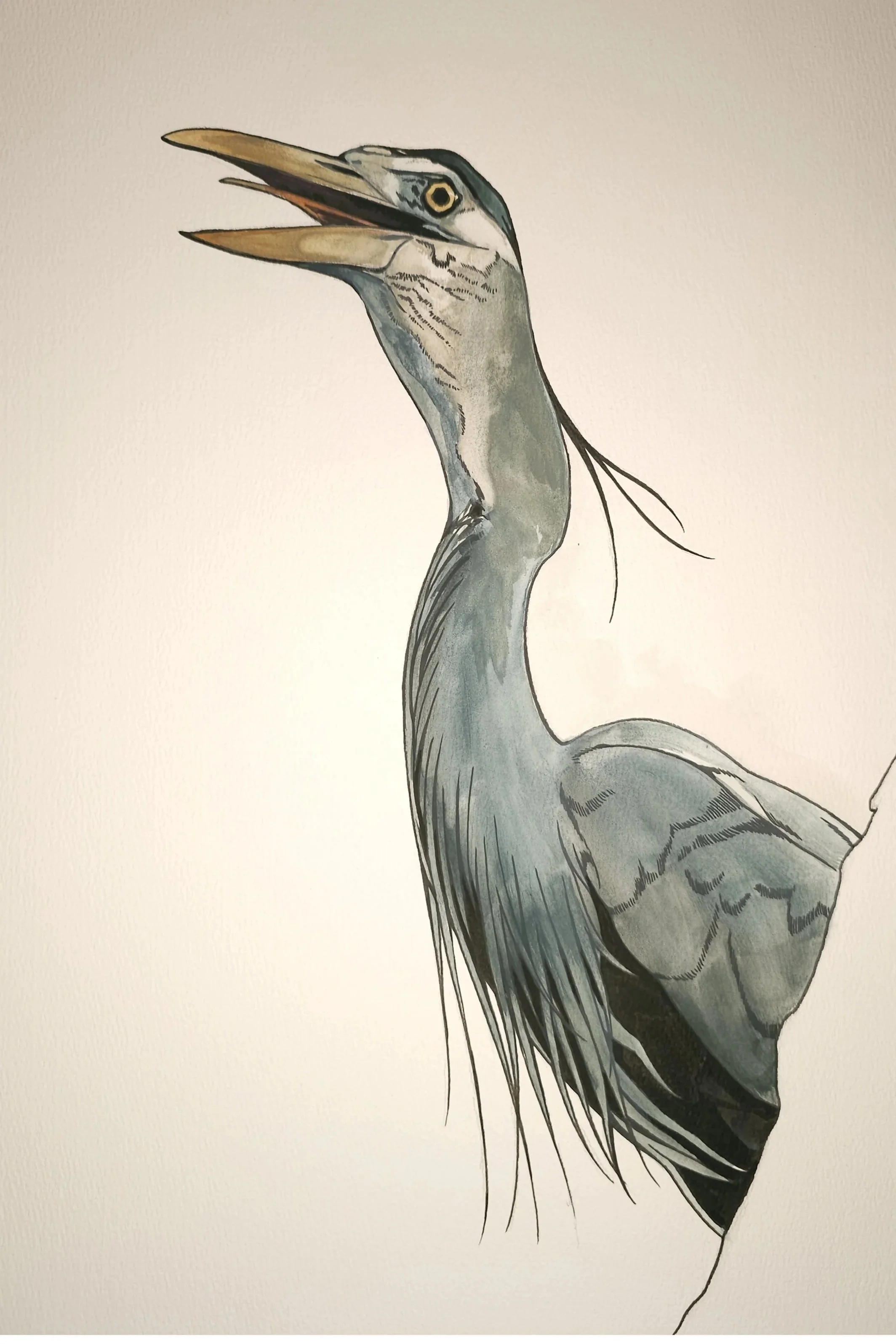 PointeVedreHeron13x24.jpg