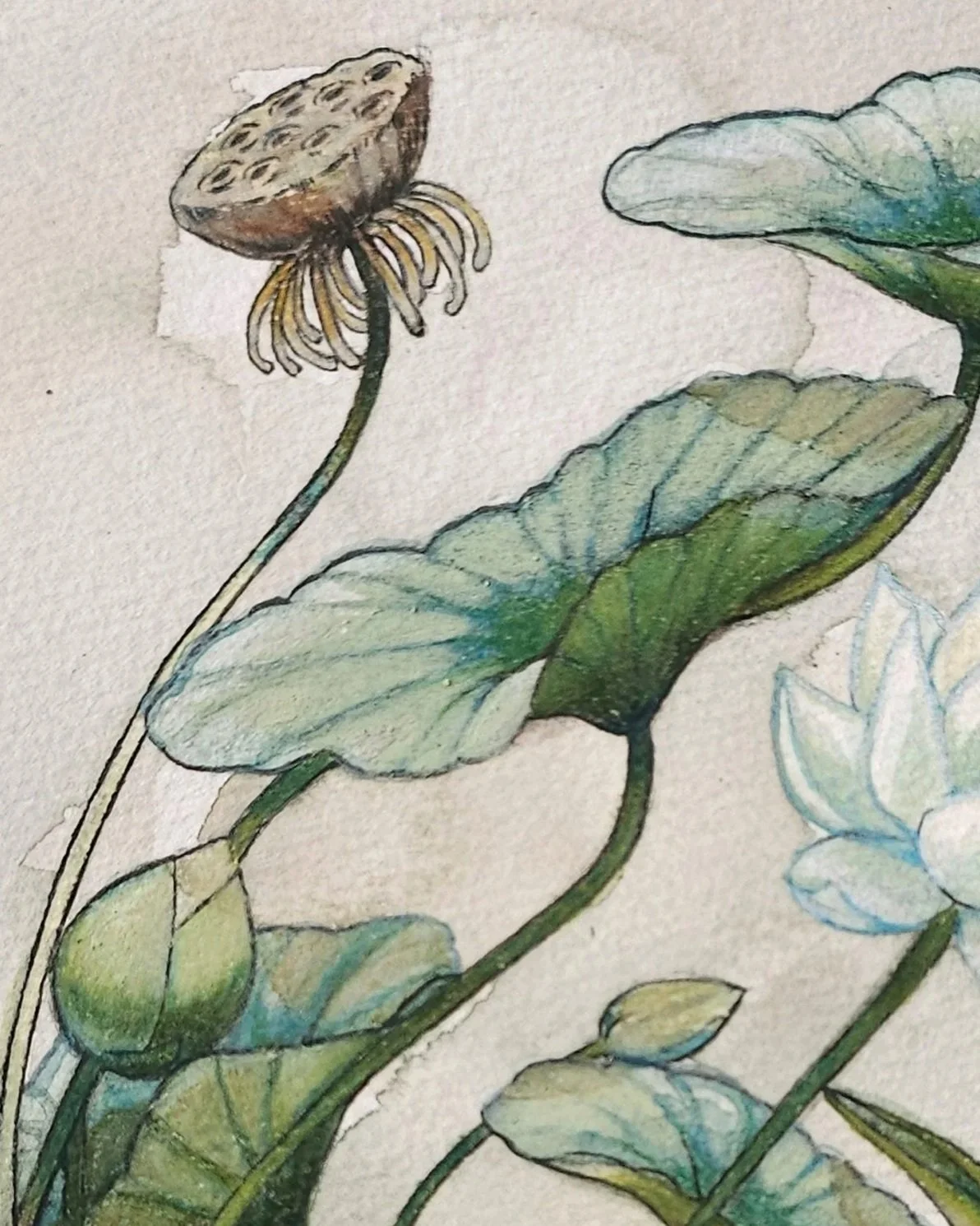 NelumboNuciferaSacredLotusNo001Standard16x20.jpg