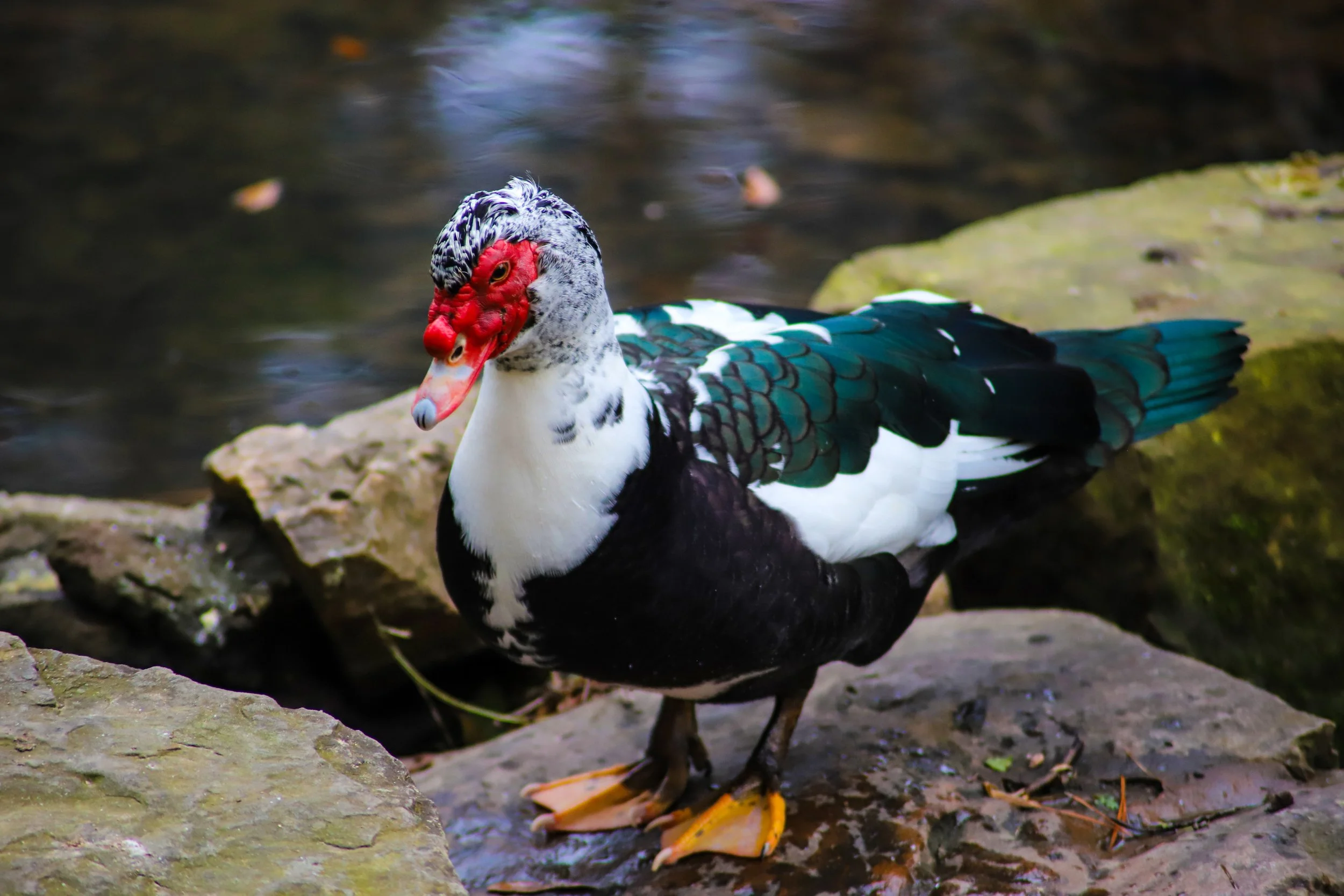 A Muscovy duck standing on rocks by the water with a red facial caruncle, black and white plumage, and iridescent green and blue wing feathers.