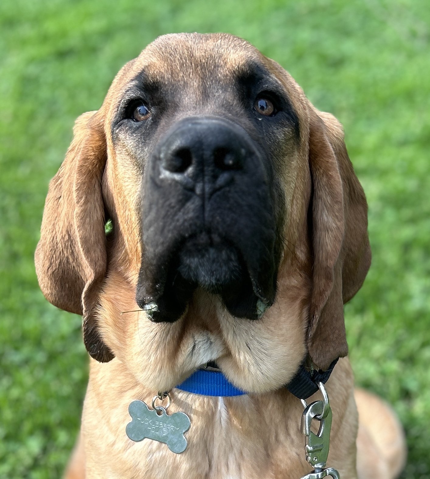 Close-up of a brown and black dog, possibly a hound breed, with a blue collar and metal tags, sitting on green grass.