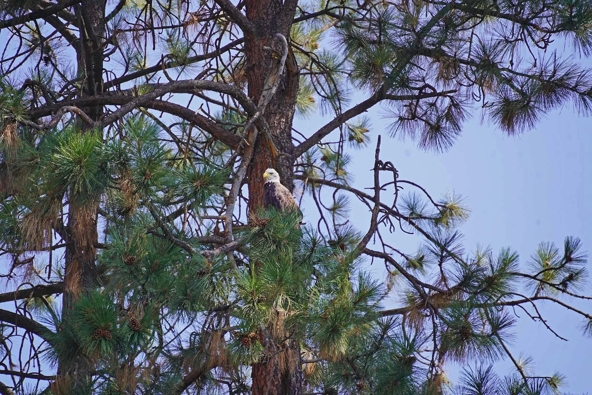 A bald eagle perched on a branch of a tall pine tree, with green pine needles and cones, against a blue sky.