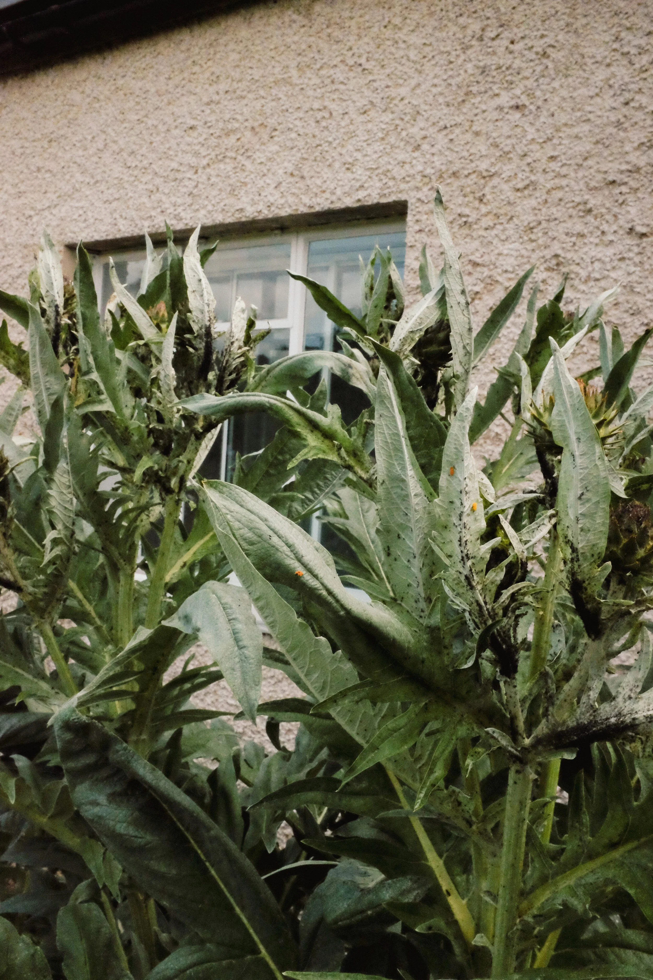 Georgia Timpson: The horticulturalists that shape me