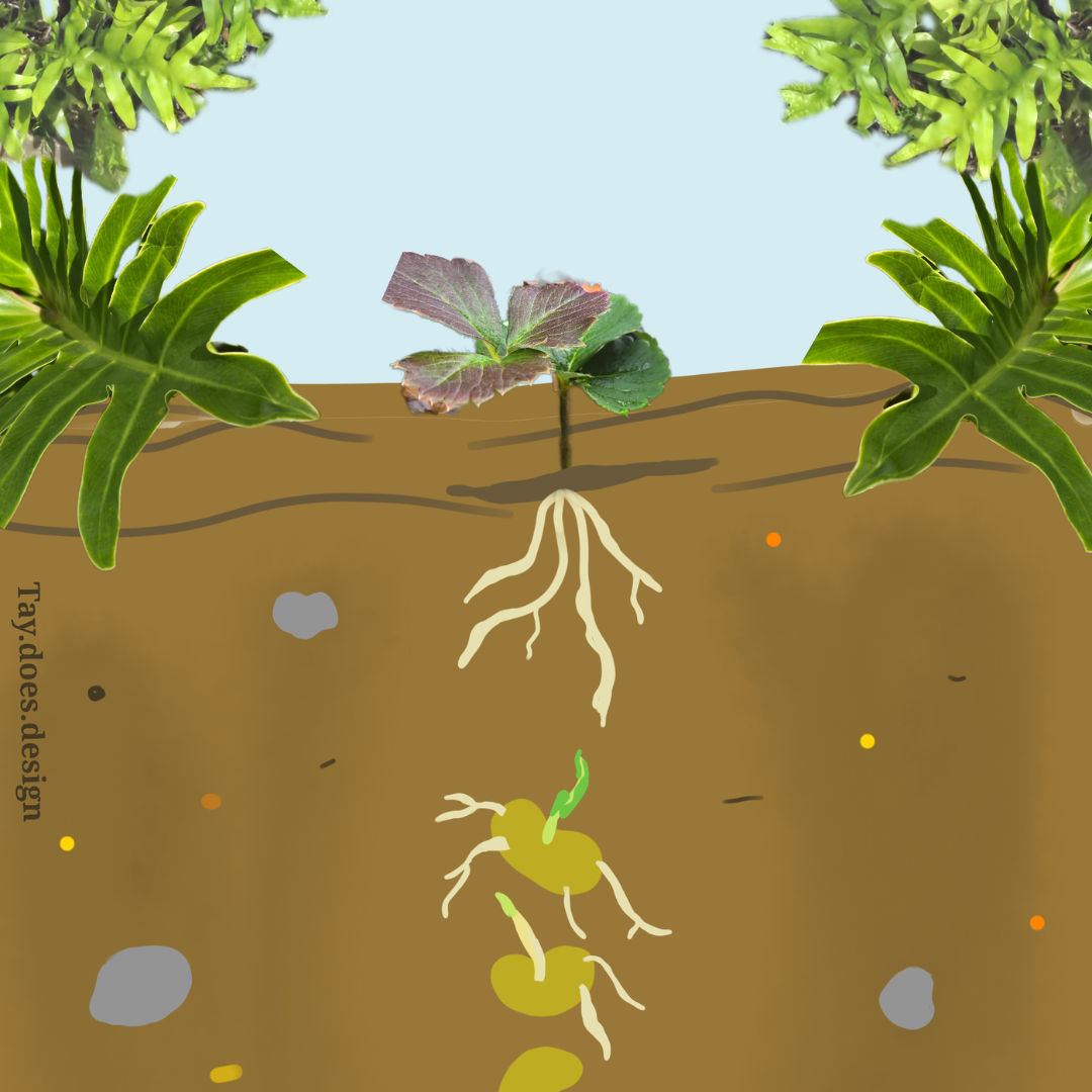 Sara Barnes, Tay Siv: Seed Gazing