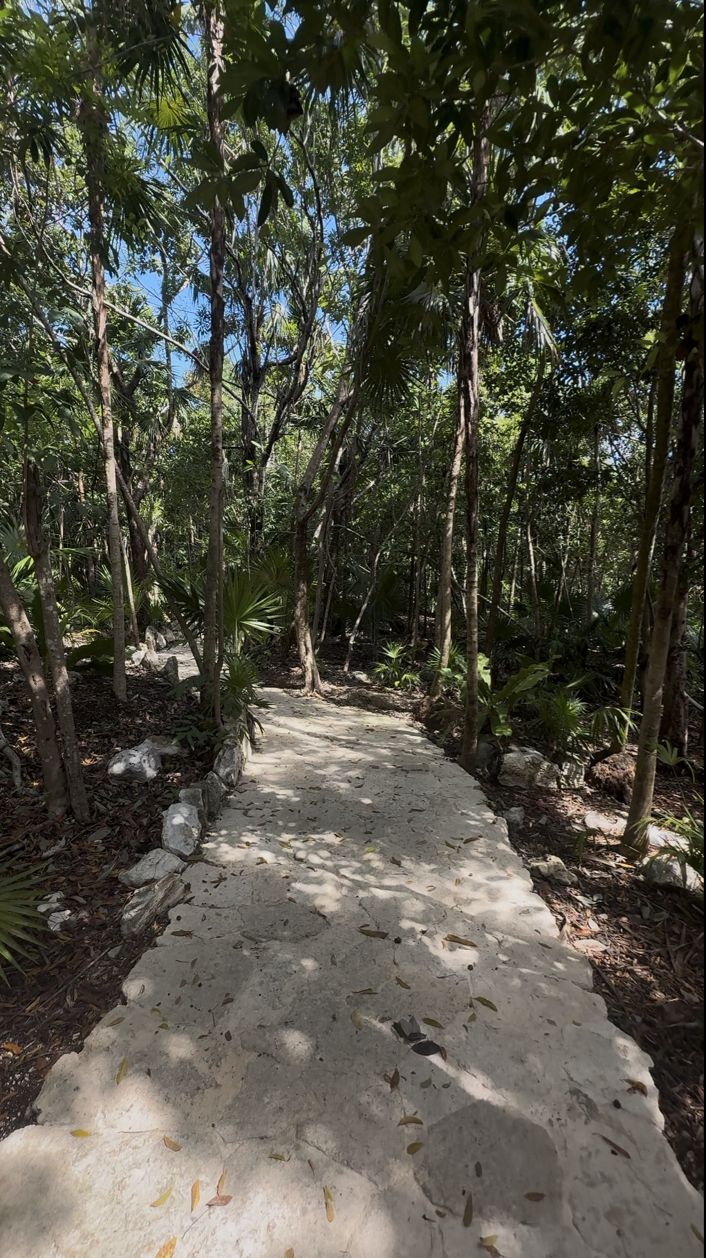 A winding stone pathway through a dense green tropical forest with sunlight filtering through the trees.