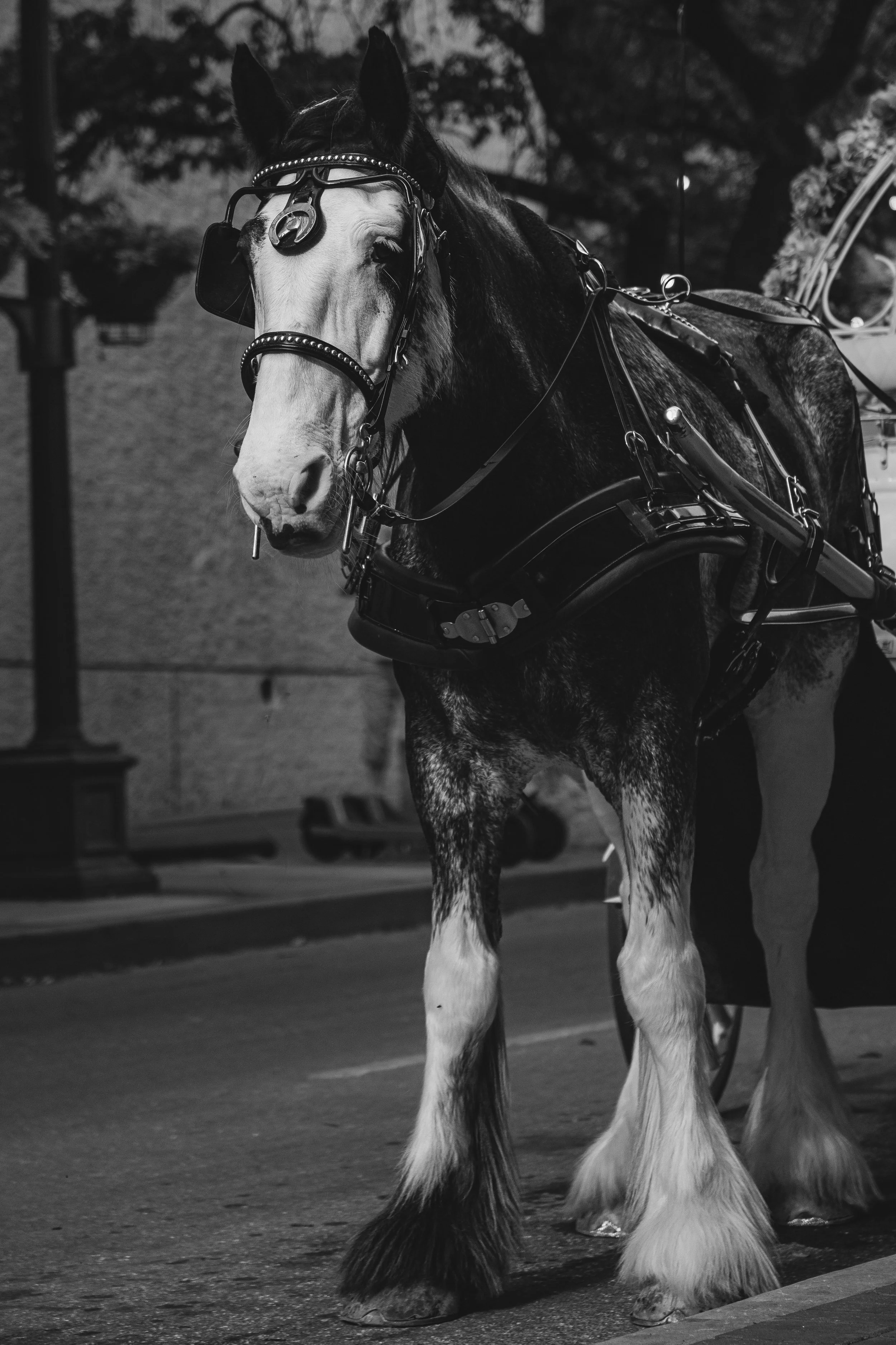 "Majestic Steed" a tribute to strength and dignity, this photograph captures the timeless elegance of a horse in urban surroundings. The detailed harness and poised stance evoke a sense of history and labor, while the monochrome palette emphasizes fo
