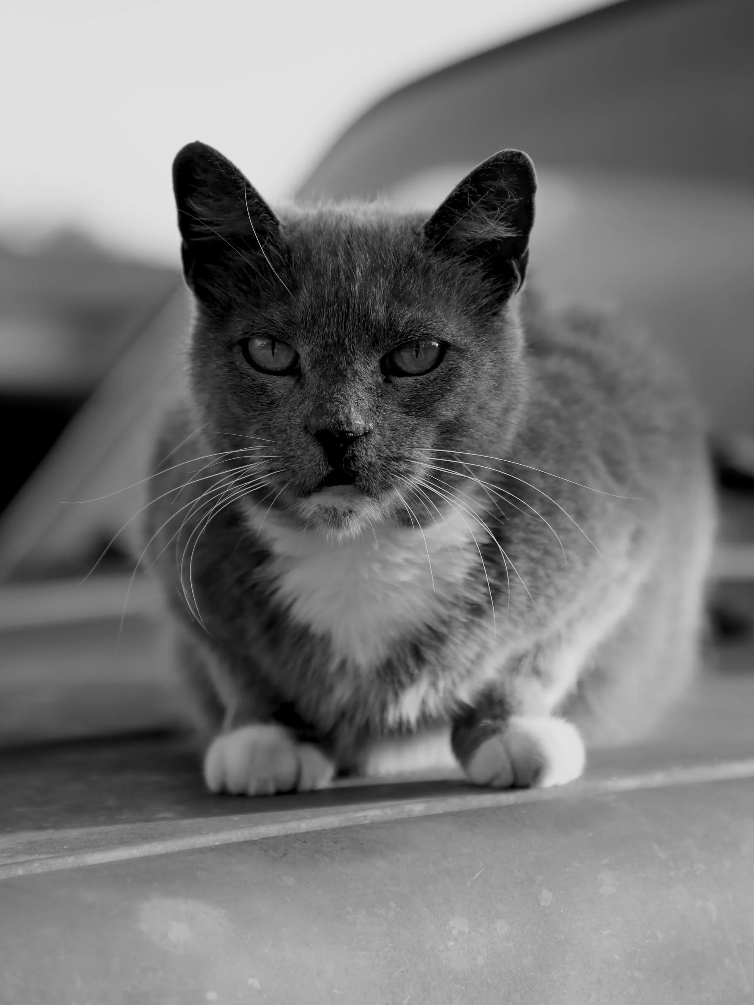 "Feline Focus" a cat becomes a symbol of alertness and independence. Its direct gaze challenges the viewer, asserting presence and personality. The stark contrast of black and white enhances the intensity of the moment, transforming a simple encounte