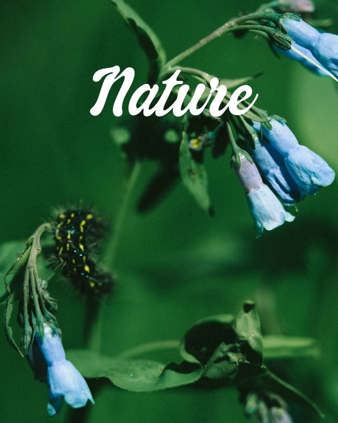 explore collection