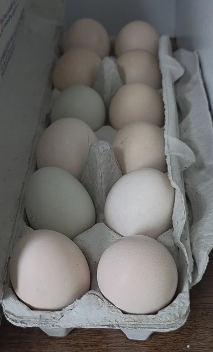 dz eggs.jpg
