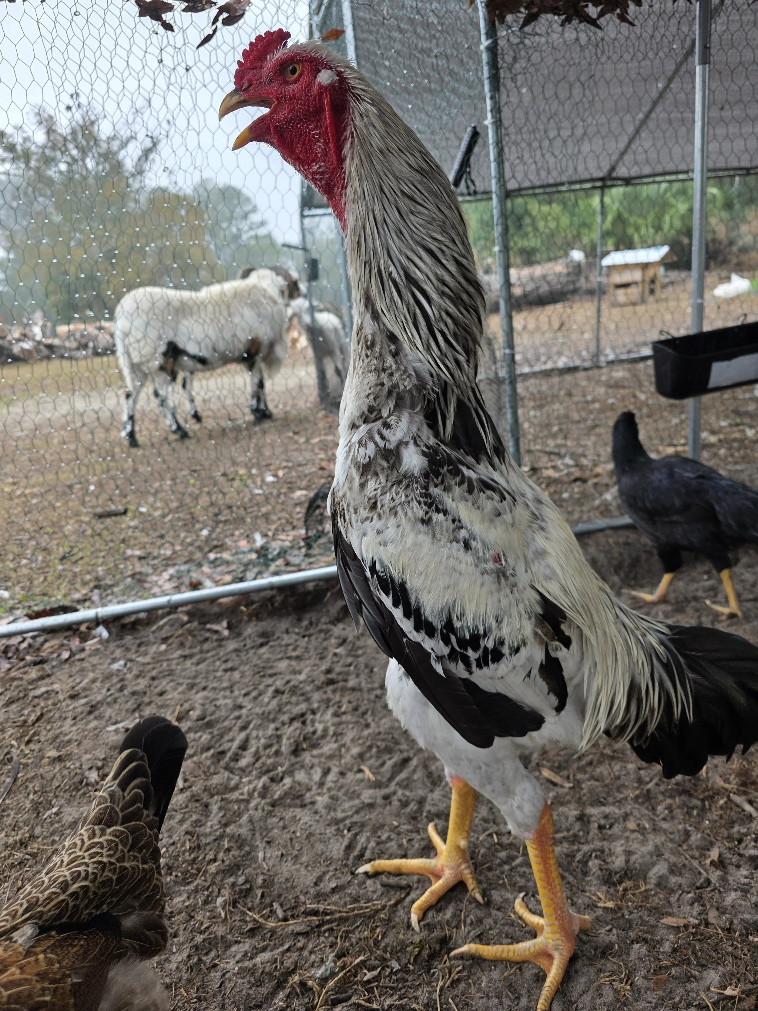 Temperament &amp; Handling