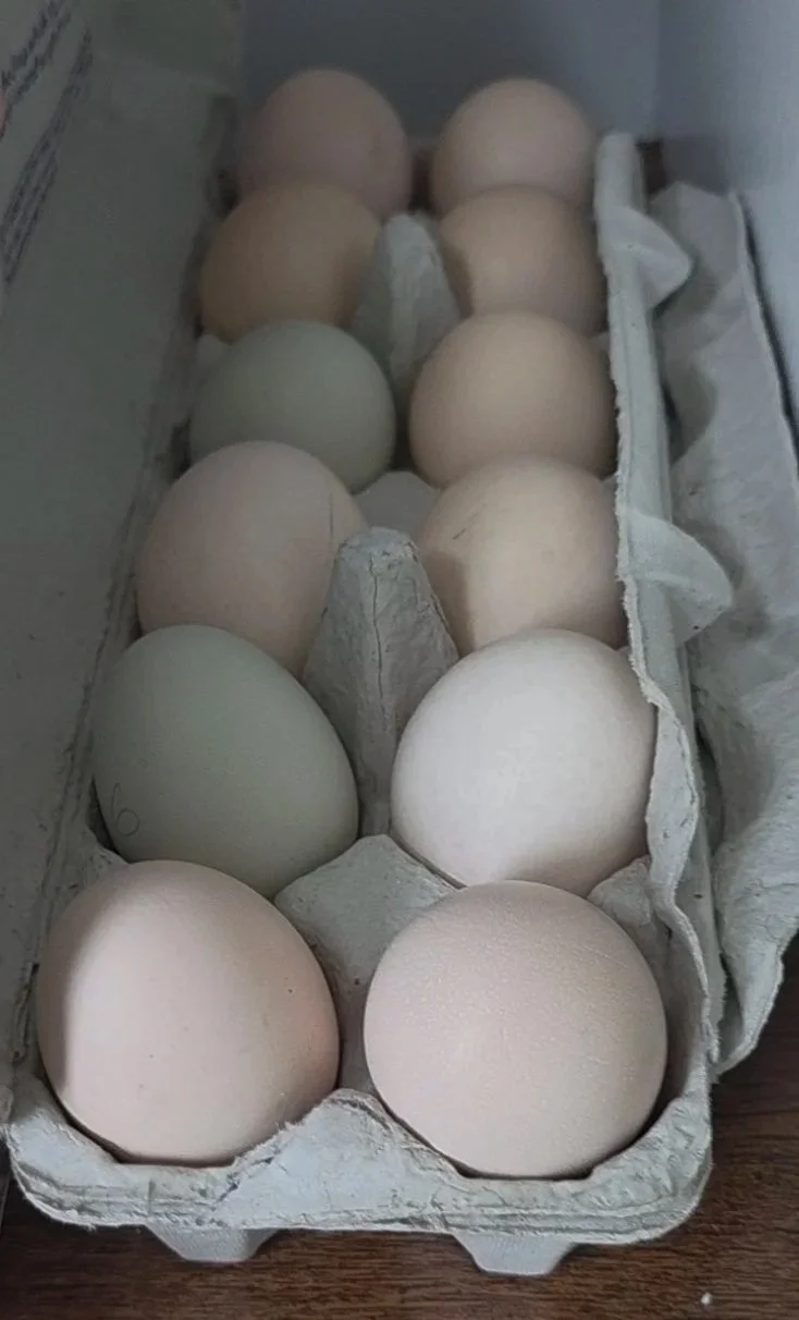 Indio Gigante Hatching eggs (Local Pick-up, and shipping in Florida)