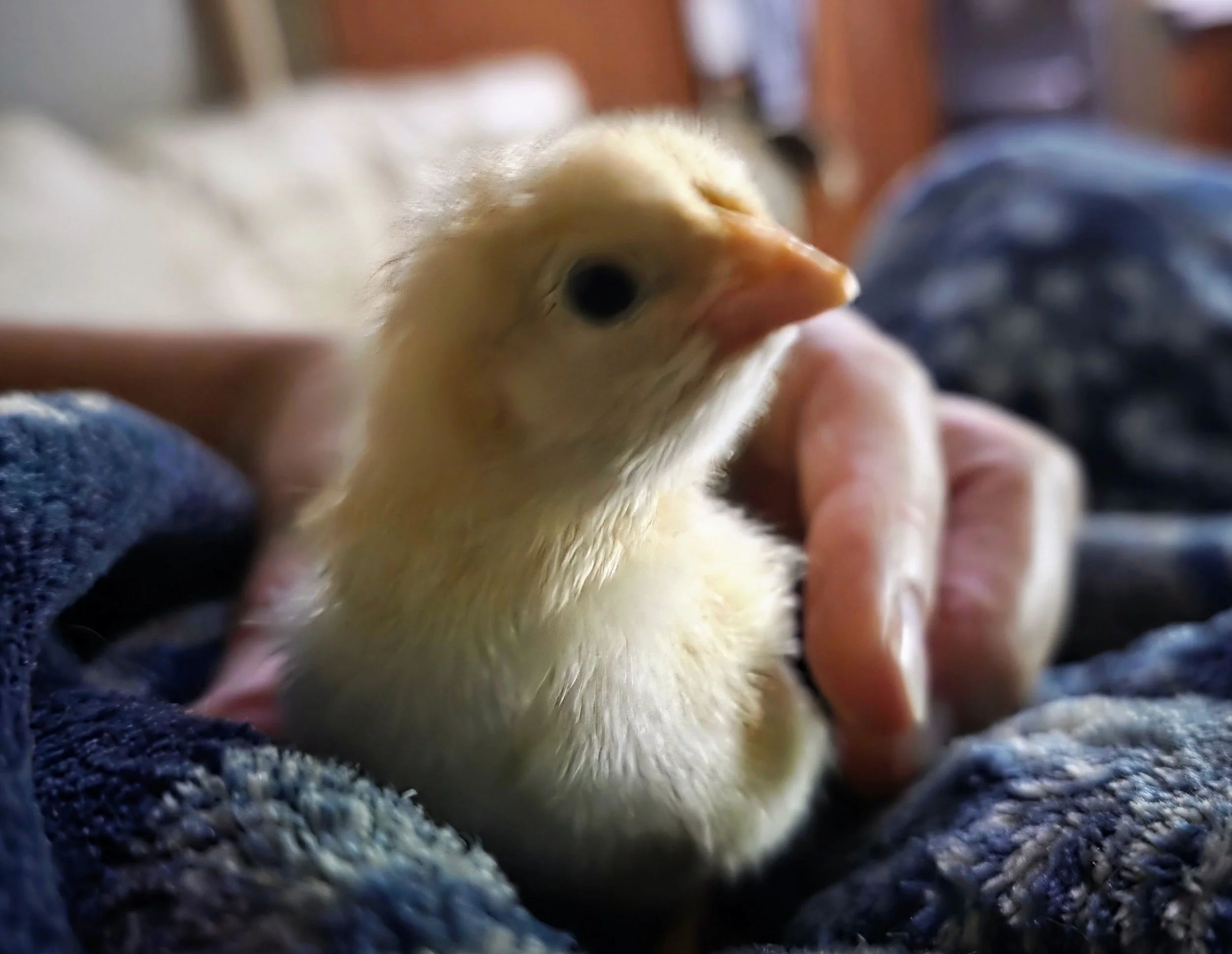 1 Chick -Indigo Gigante