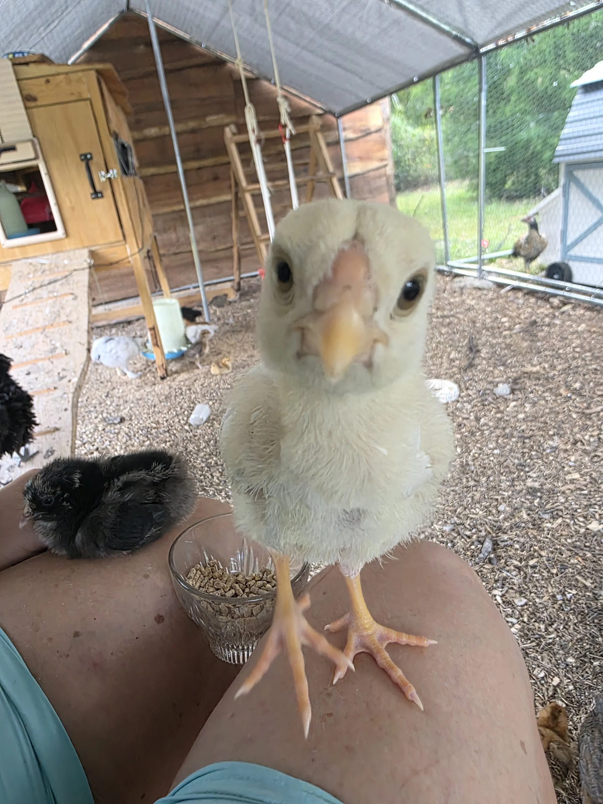 A close-up of a young yellow Indio Gigante chick standing on a person's leg inside a chicken coop, with other chicks and chickens in the background.