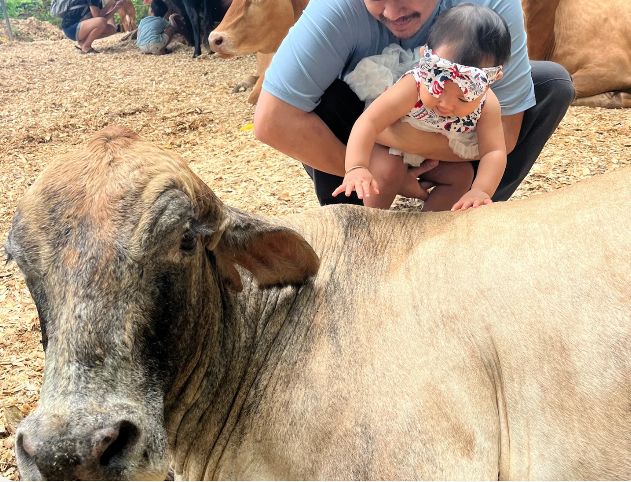 Krishna Cow Cuddling: Hawaii’s Most Unique Wellness Trend