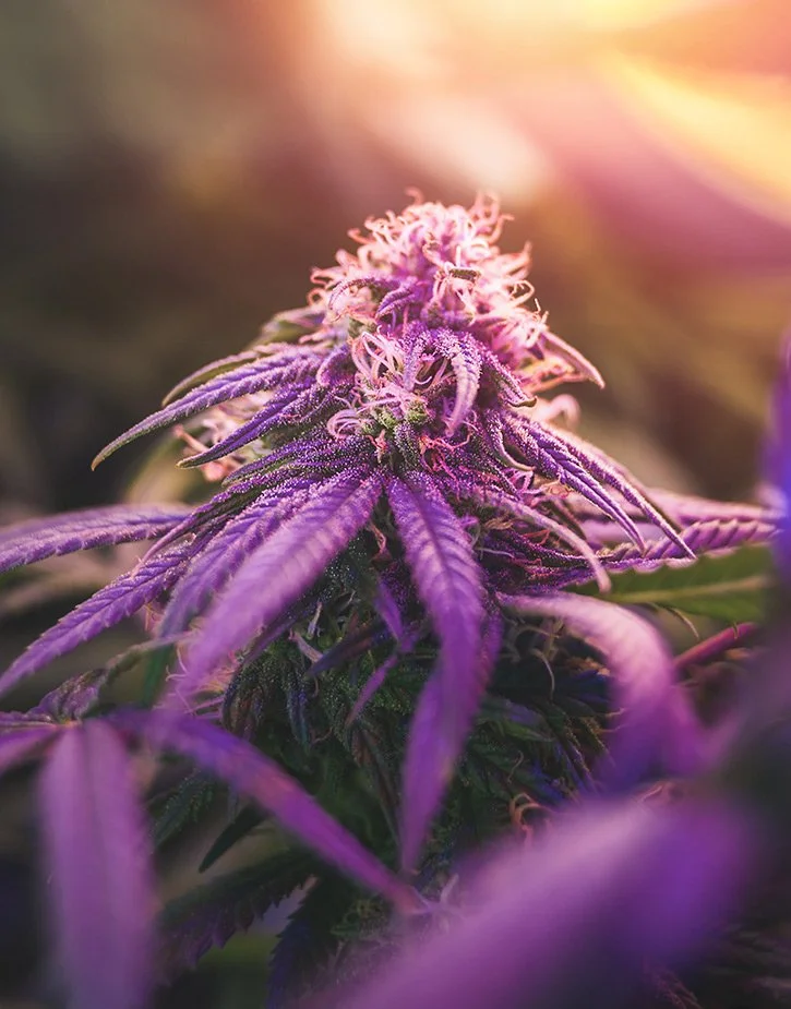 Mary Jane in Paradise