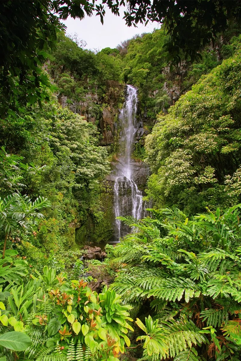 Waterfall flowing down a rocky cliff surrounded by lush green tropical plants in a dense rainforest.