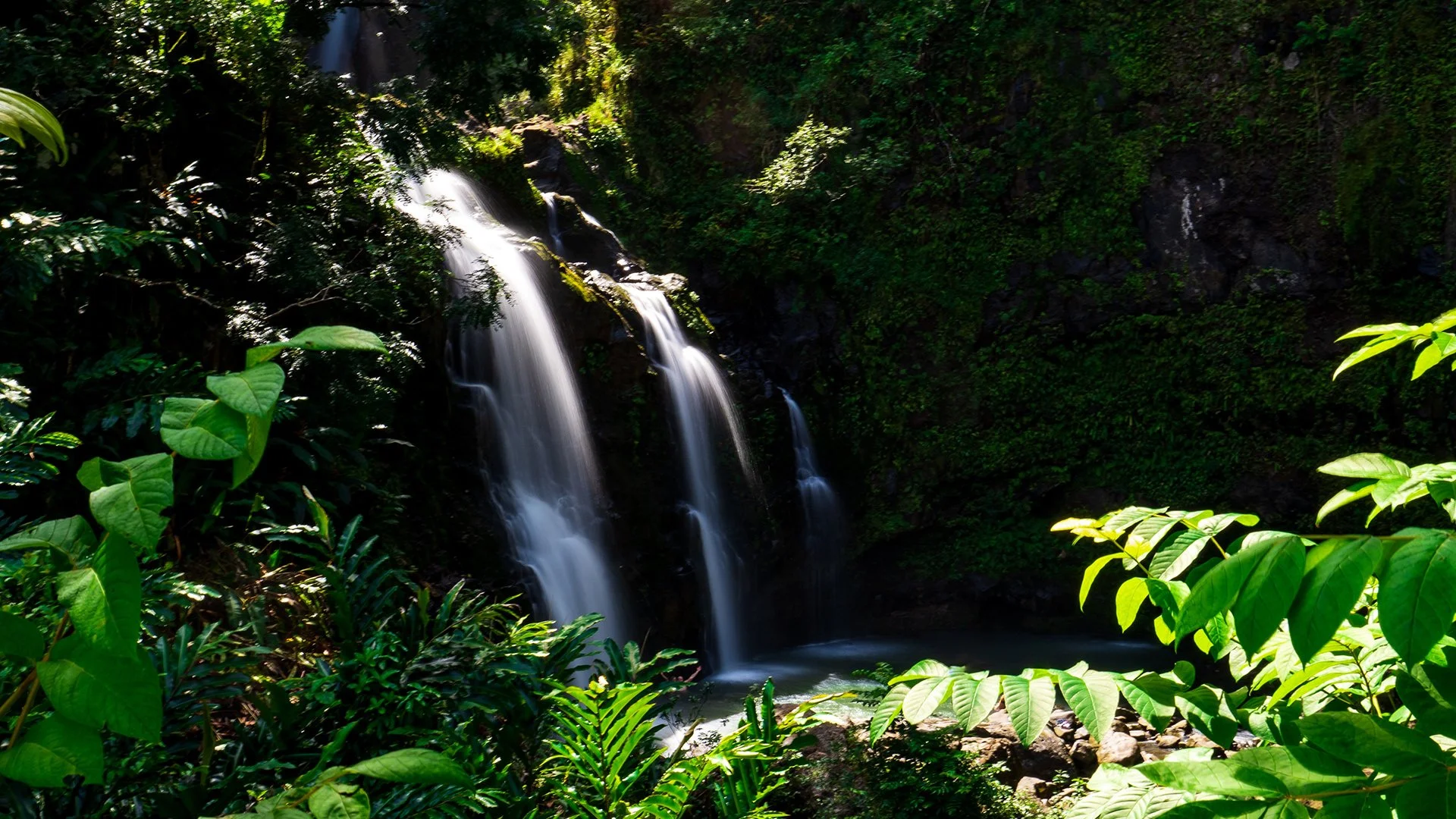 A small waterfall in a lush green jungle with sunlight filtering through the leaves.