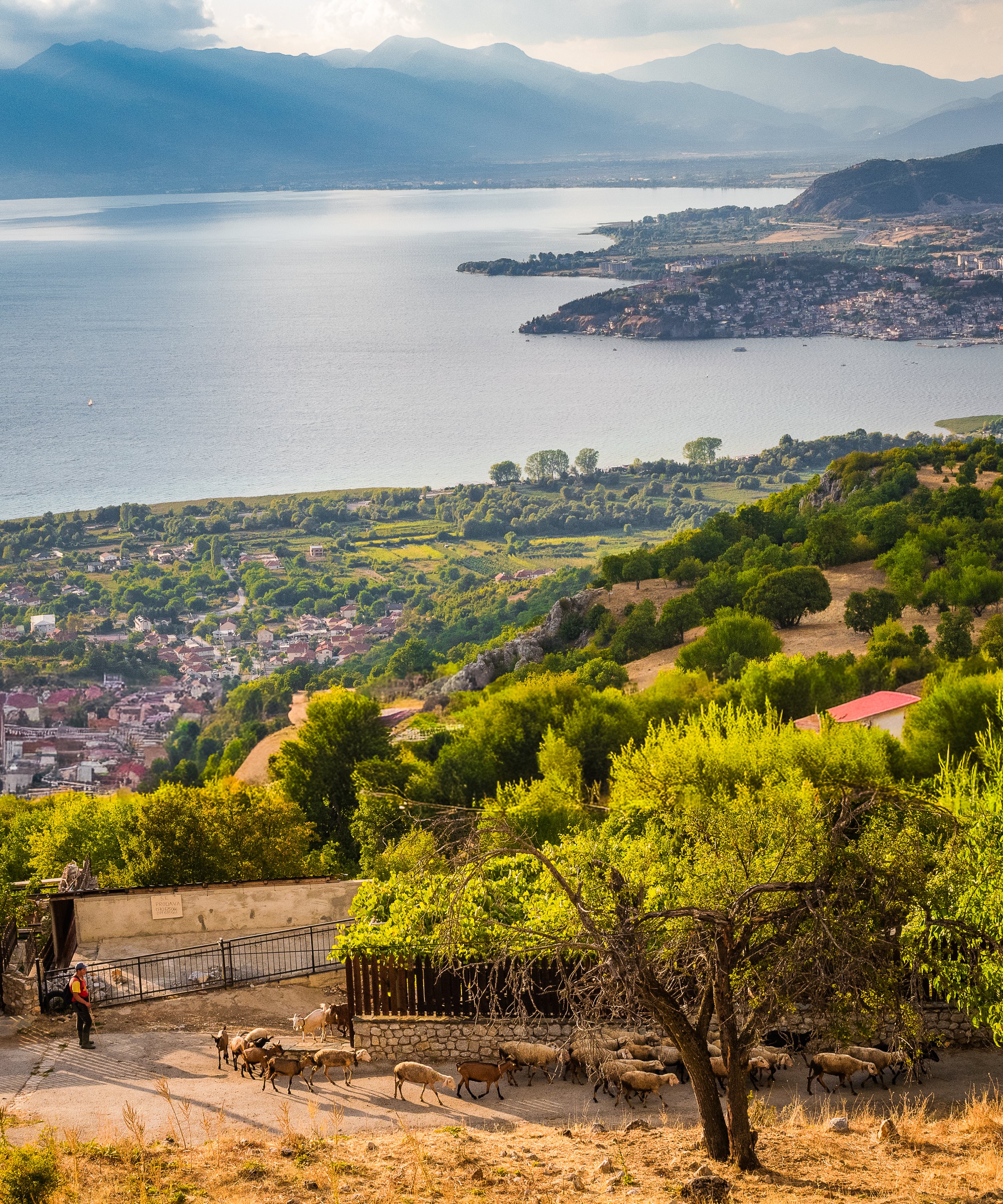 Goat Herd over Lake Ohrid, Macedonia, 8 x 10 Lustre print ,stand out, light wood