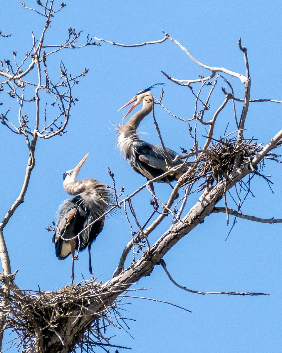 Great Blue Herons, Mississippi River Rookery