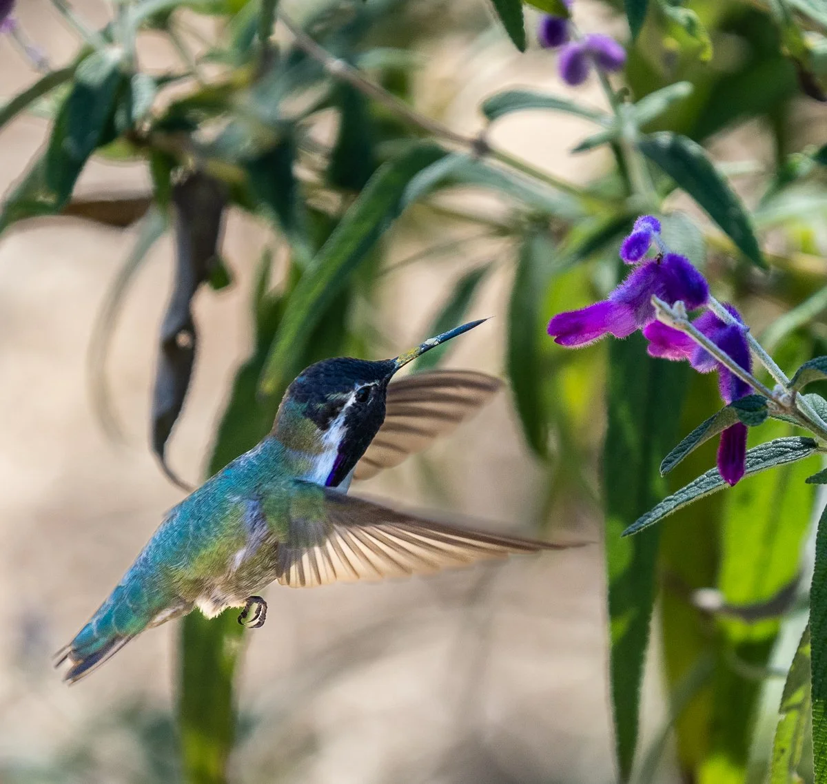 Costa's Hummingbird, Tucson, Arizona