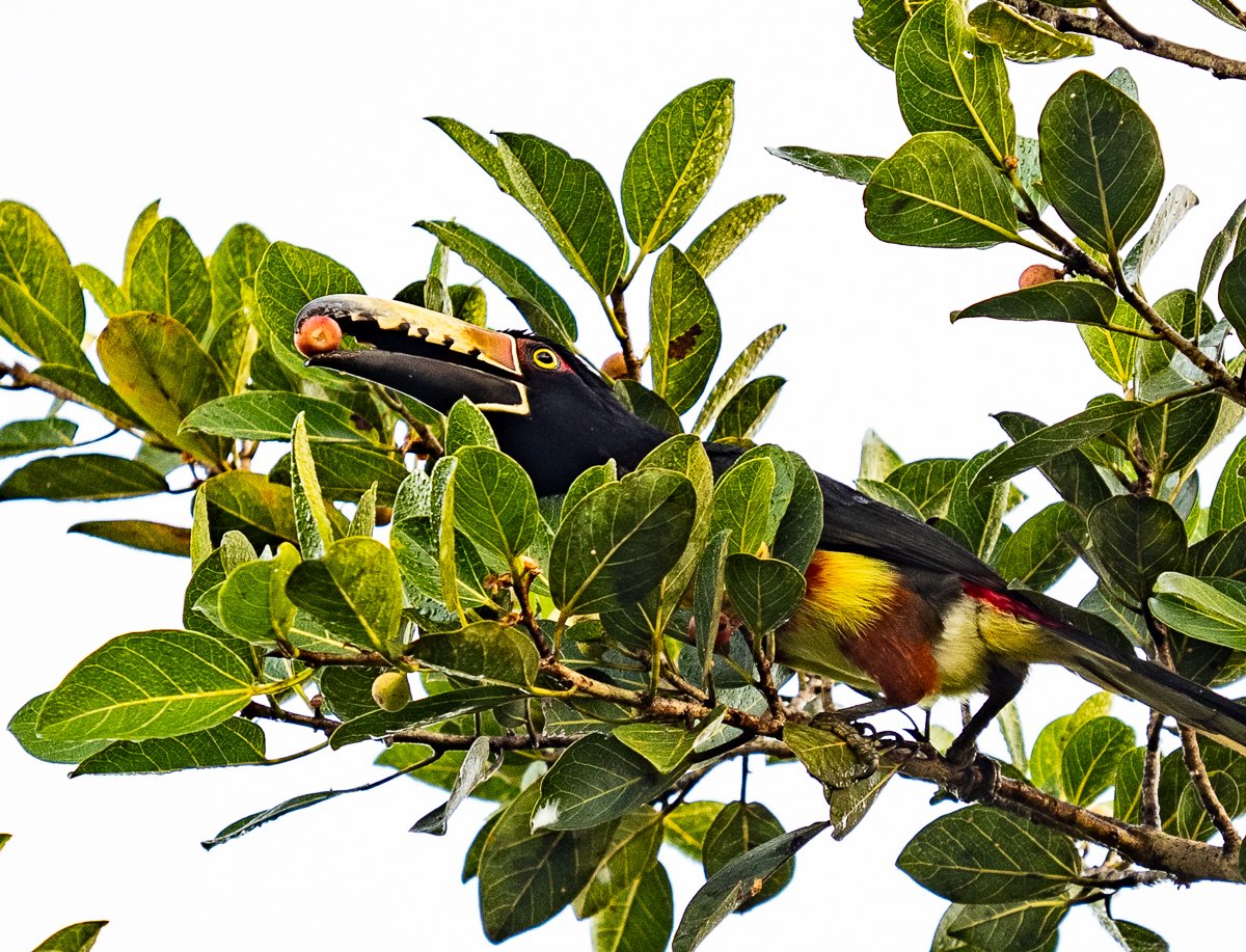 Collared Aracari, Quintana Roo,  Mexico