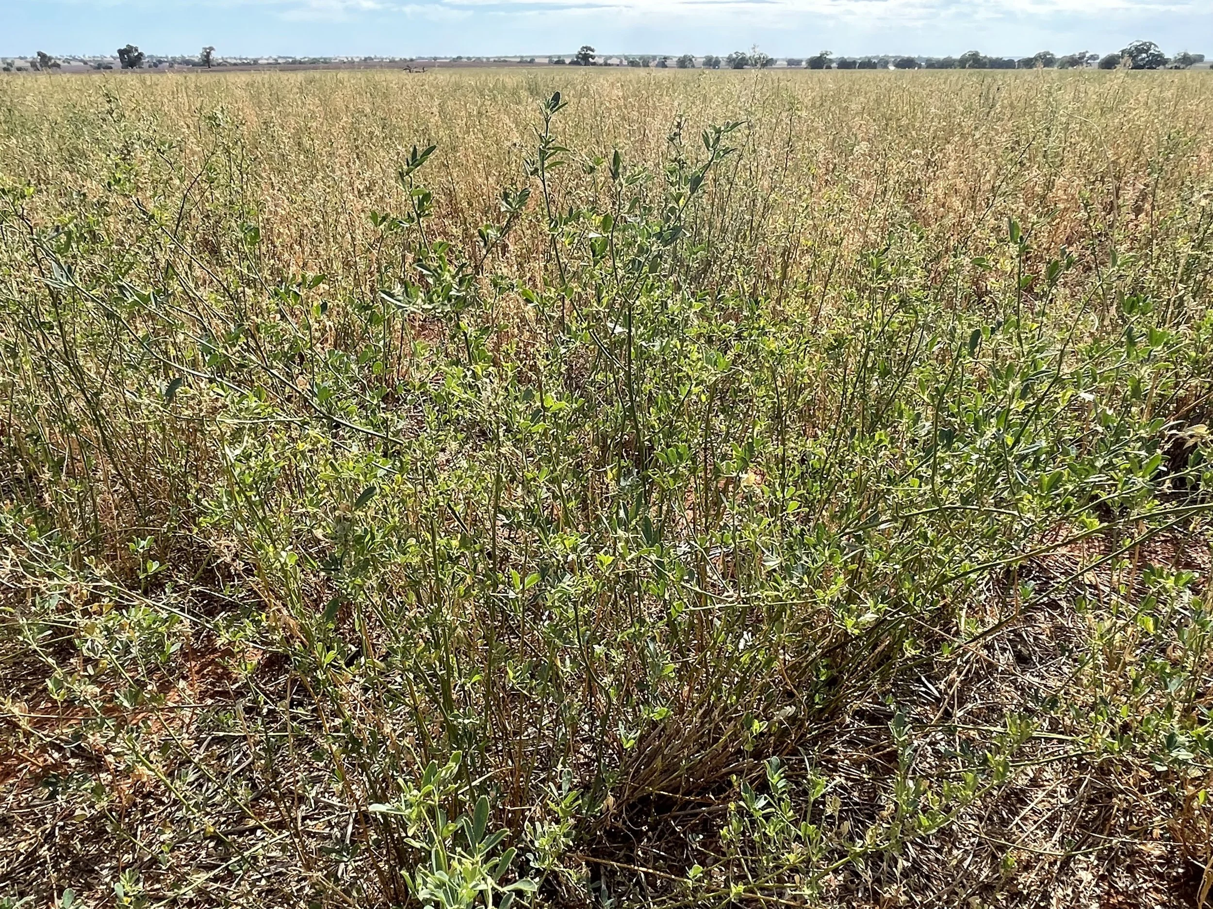 Mixed Farming Systems Long-term Field Trials – CWFS Drought Resilient Farming Practices Long-term Lucerne Project