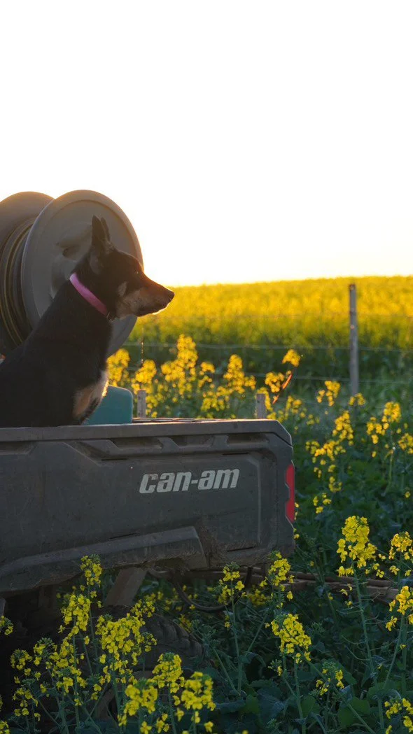 Impacts of Stubble Treatment on Canola Establishment