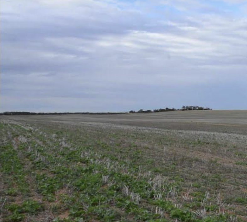 Impacts of a Crop Sequence