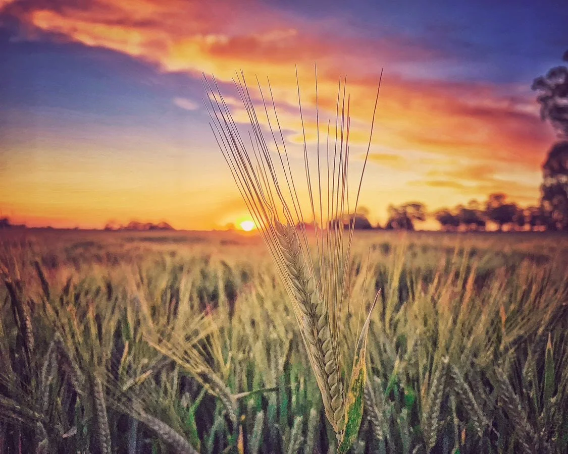 Early Sowing Project 2014