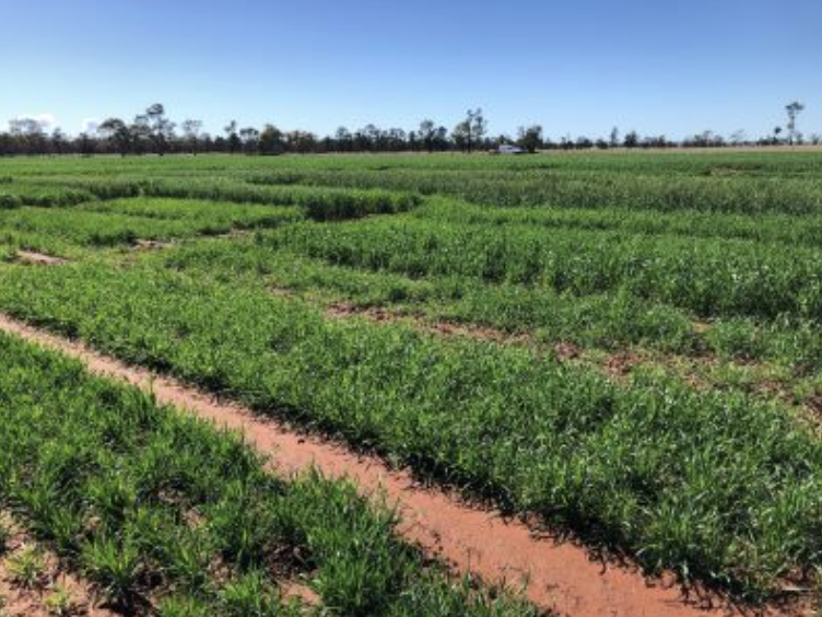 Screenshot 2025-11-24 at 8.15.26 am.png