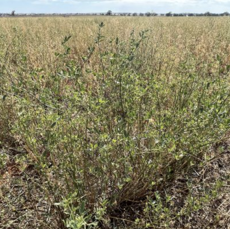 Screenshot 2025-11-26 at 8.17.49 am.png