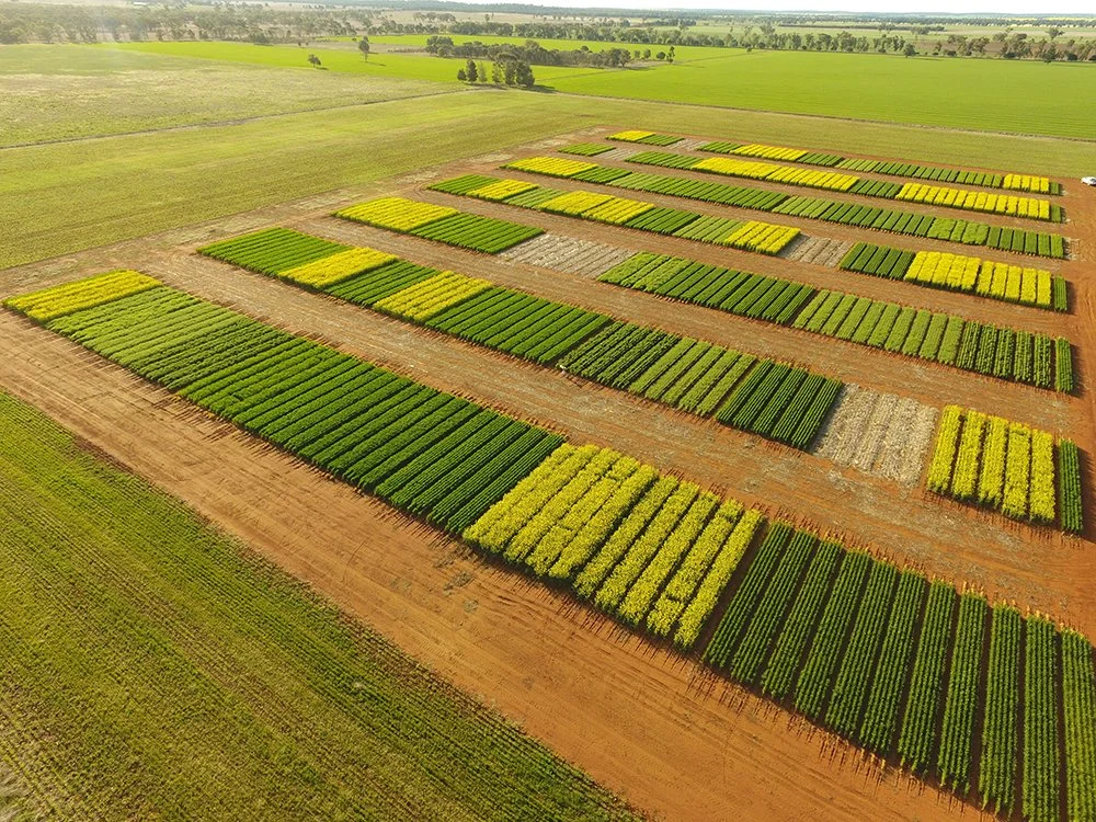 Improving Farming Systems efficiency in SNSW