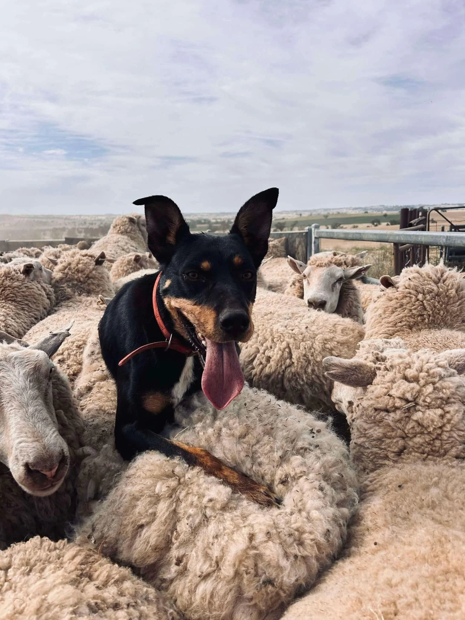 SNSW Farming Systems