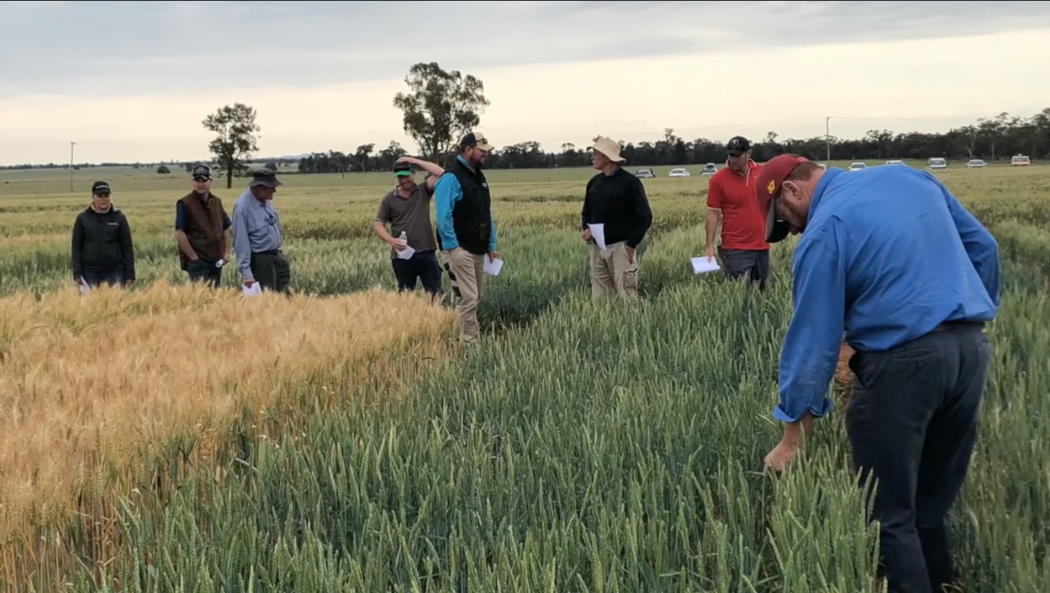 GRDC Long Season Wheats Give Growers an Opportunity to Sow Early on Early Rains