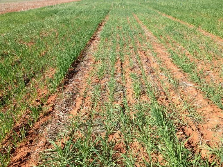 Action on the Ground