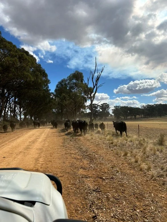 Feathertop Rhodes Grass