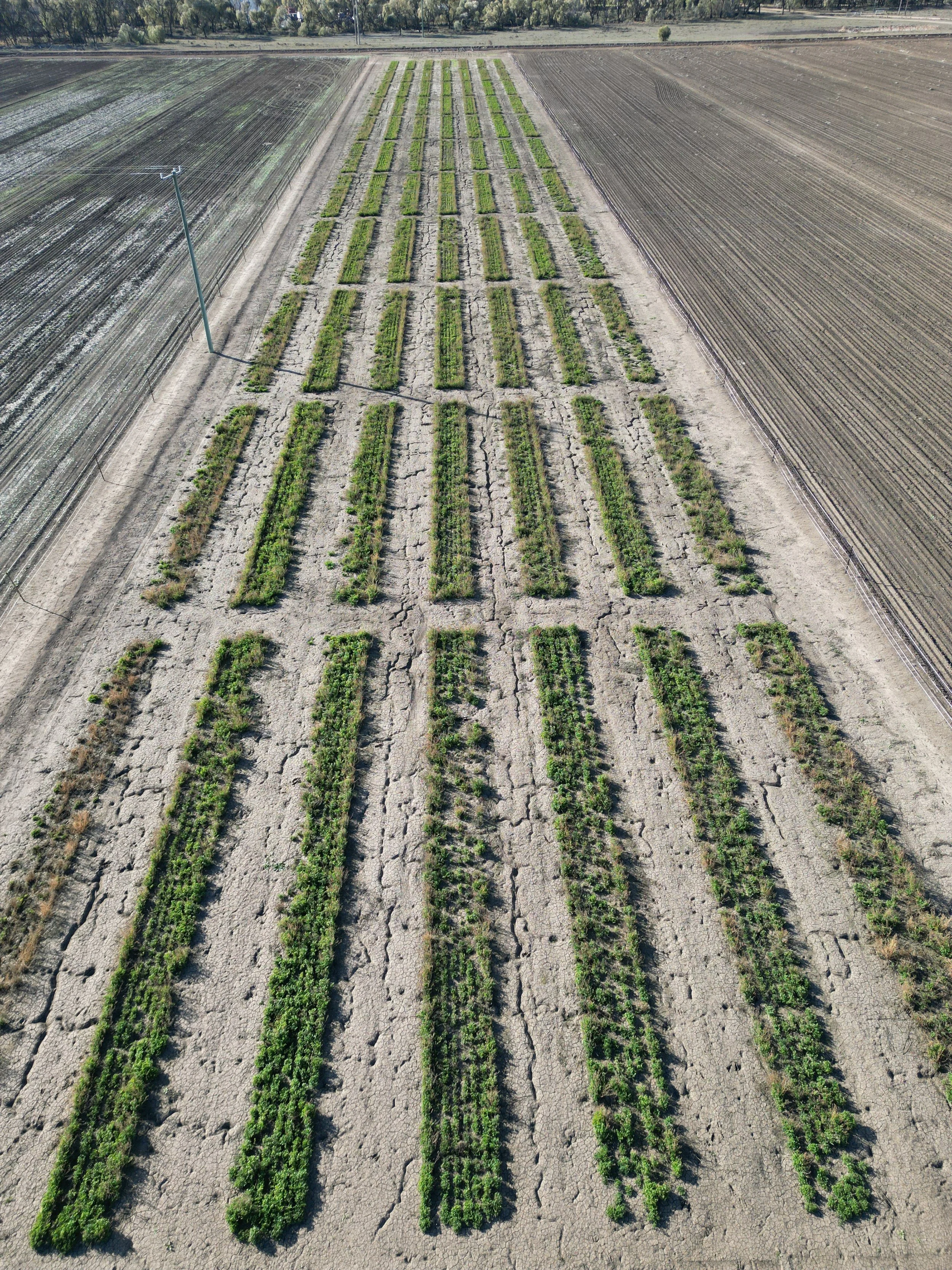 CWFS Lachlan Irrigation Research Site