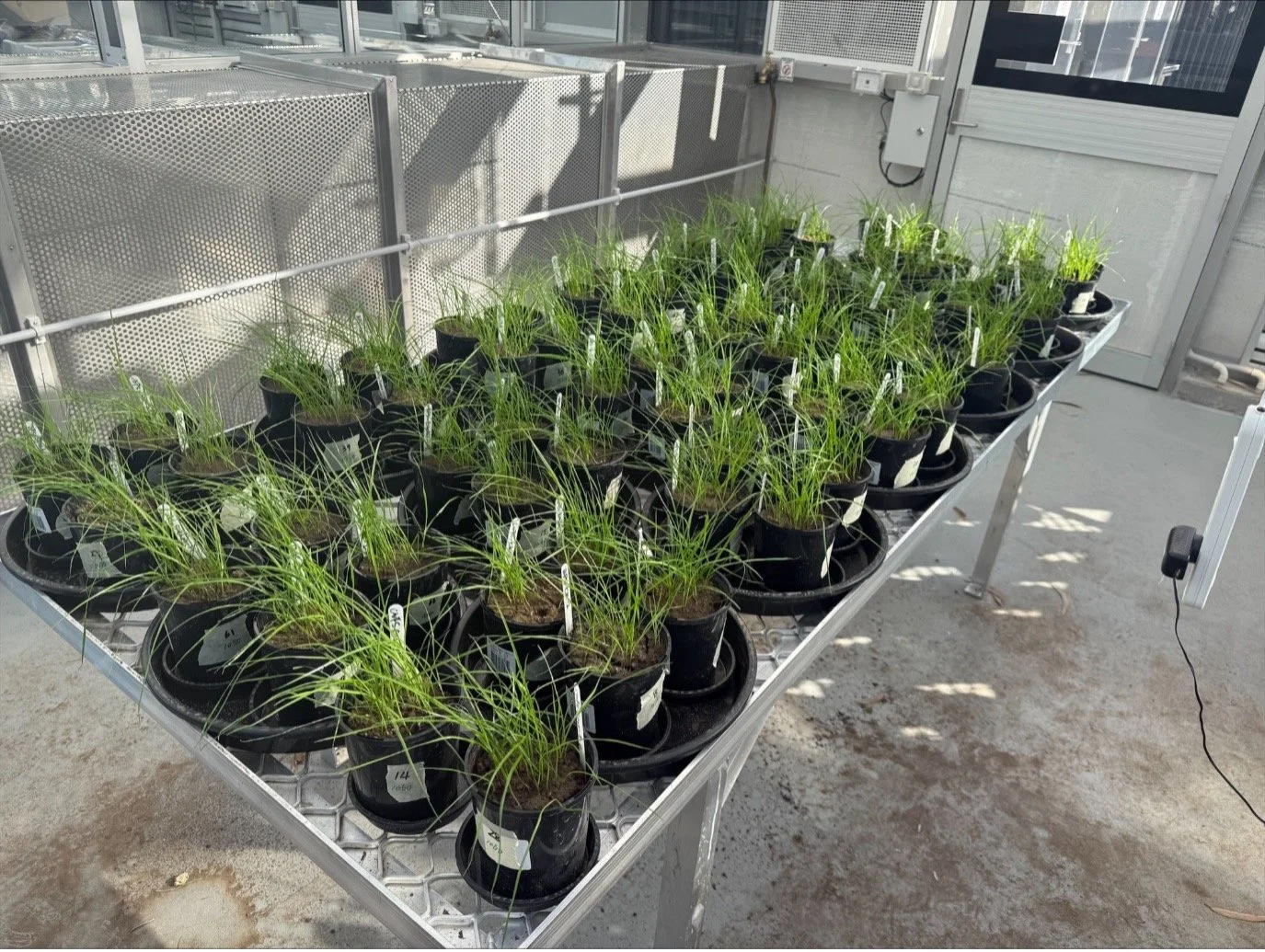 Organic-Based N Fertilisers