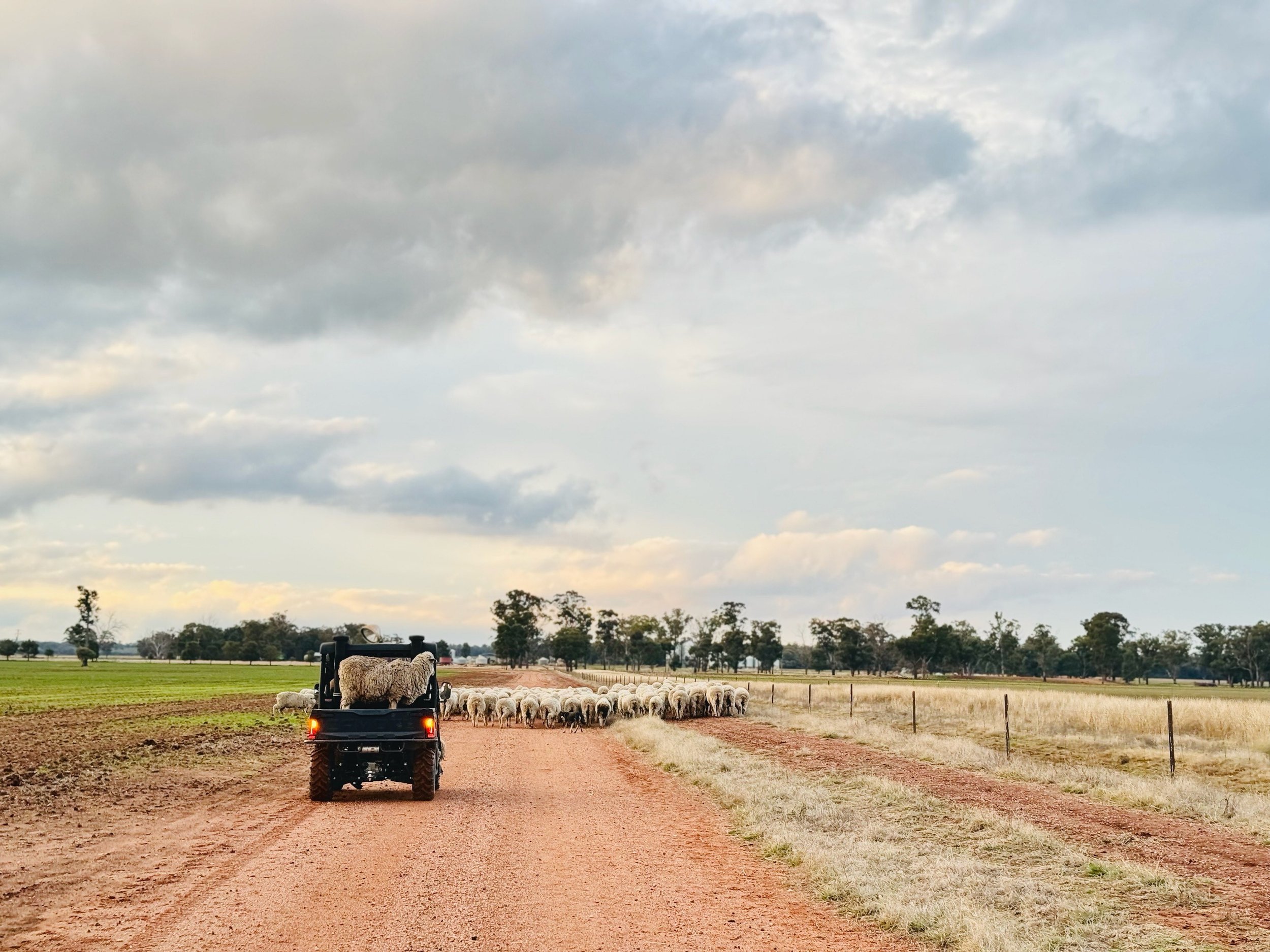 Drought and climate resilient sheep farms and landscapes tailor-made for low rainfall farming regions