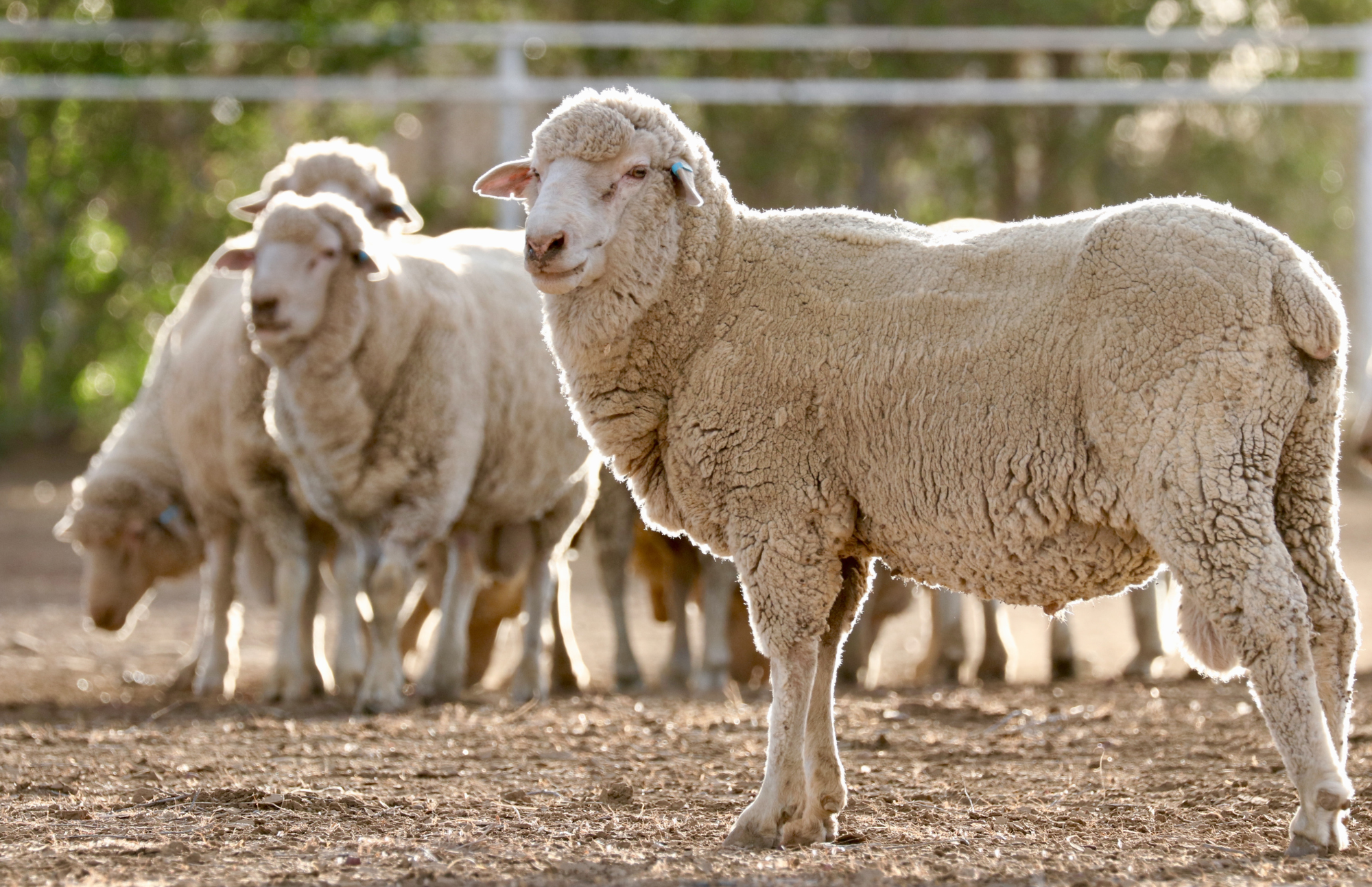 Image 1_climate smart flock management.png