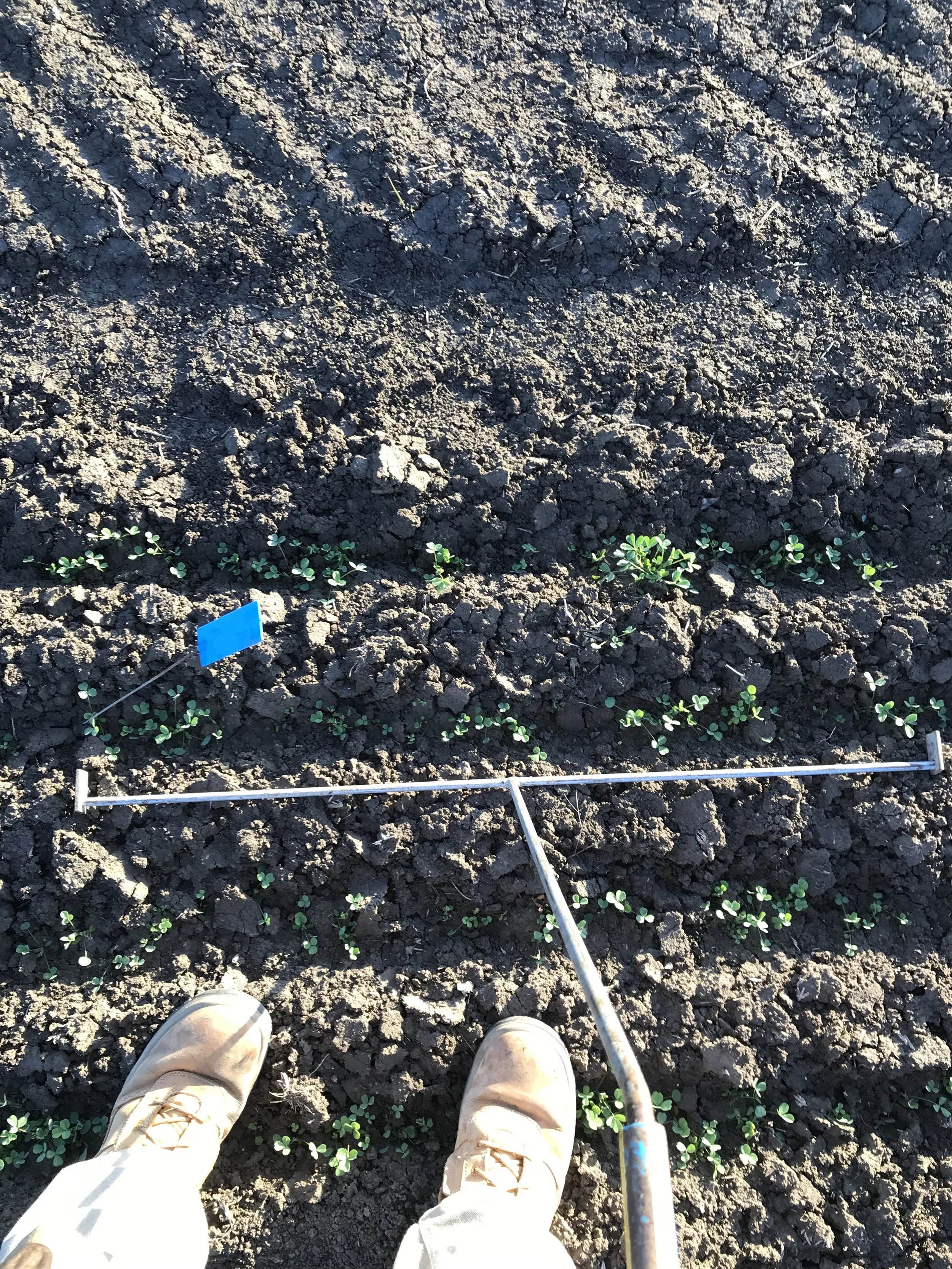 R1R3 SW9720 Plants.JPG