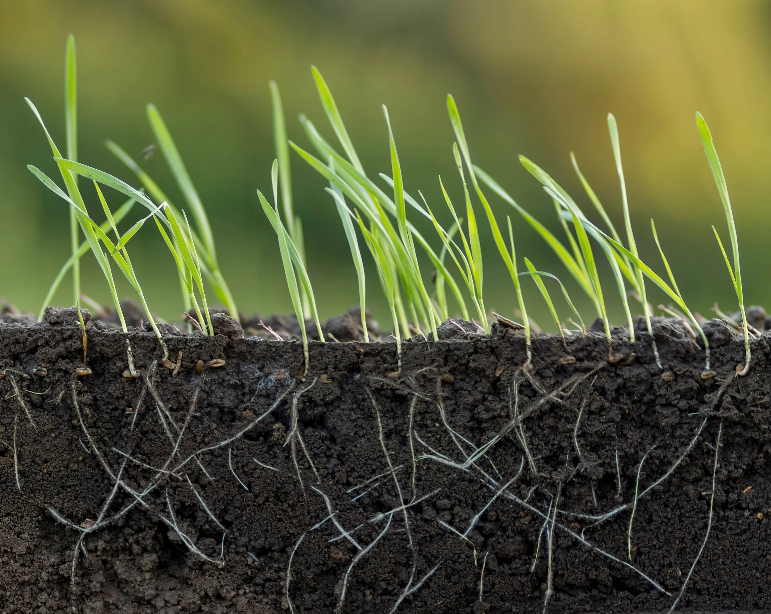 Optimising Crop Establishment