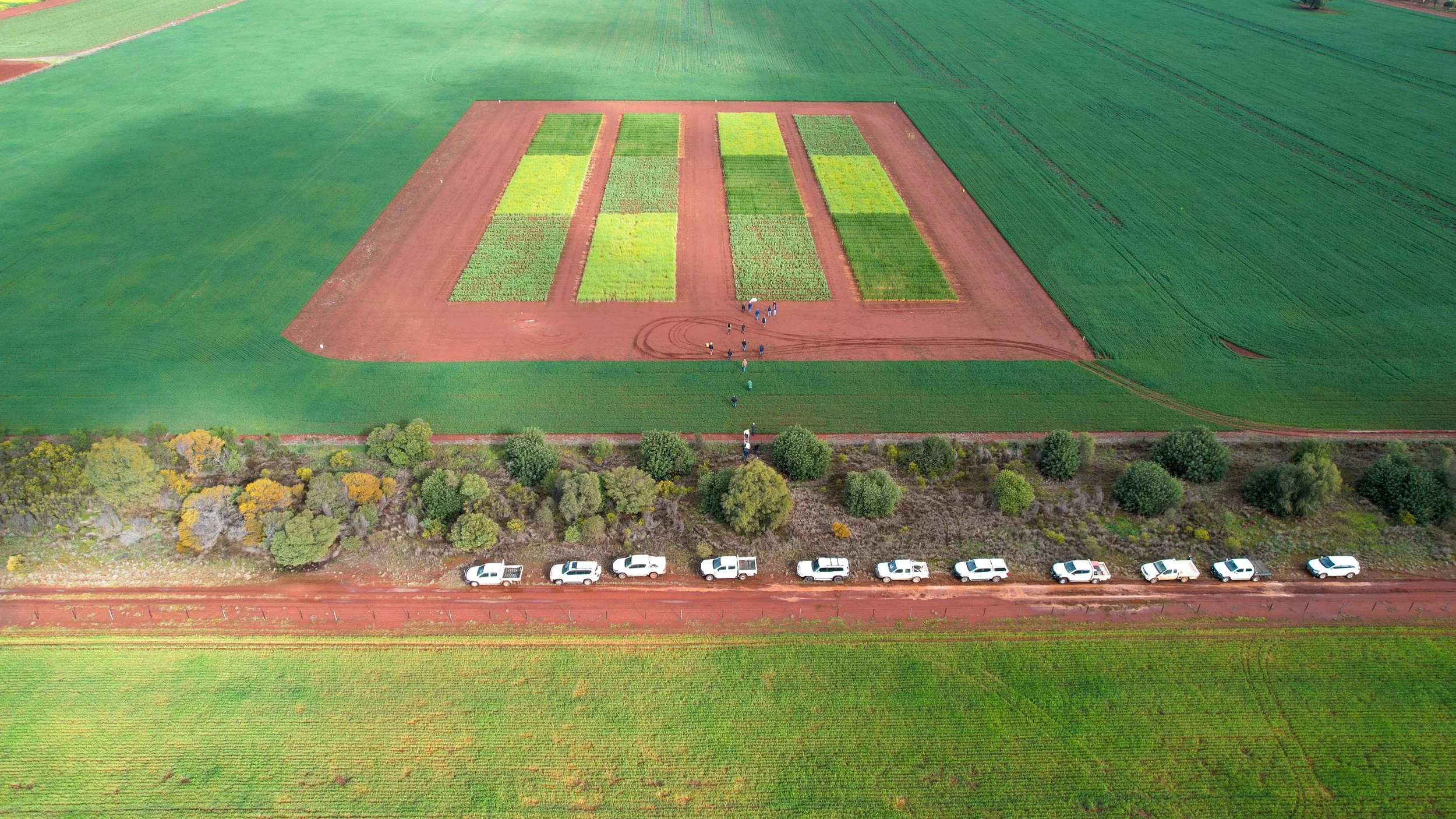Aerial view of a farm with multiple rectangular crop plots, a red dirt track, and a line of white pickup trucks parked along a dirt road.