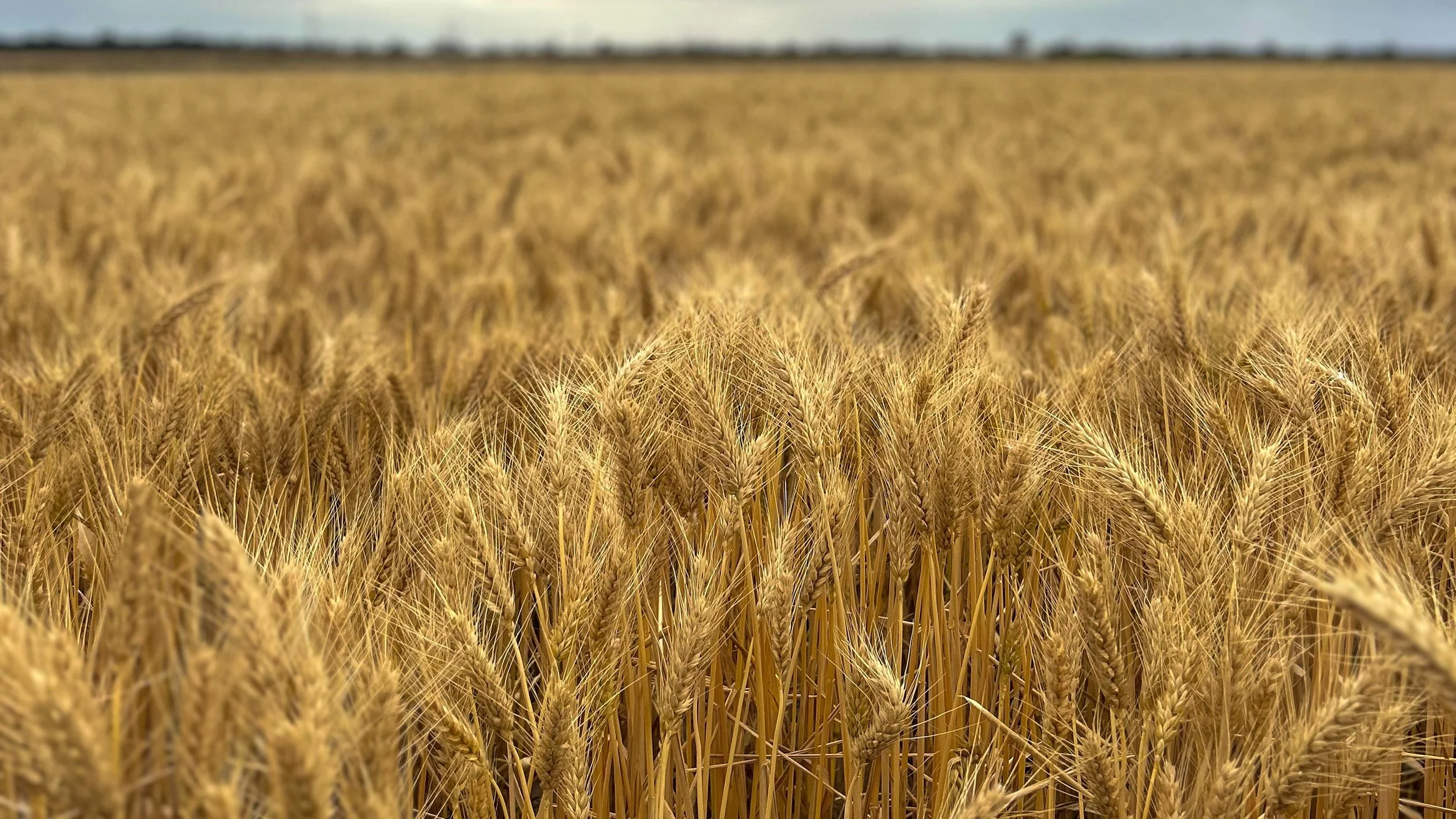 Gold wheat field stretching to the horizon under a blue sky.