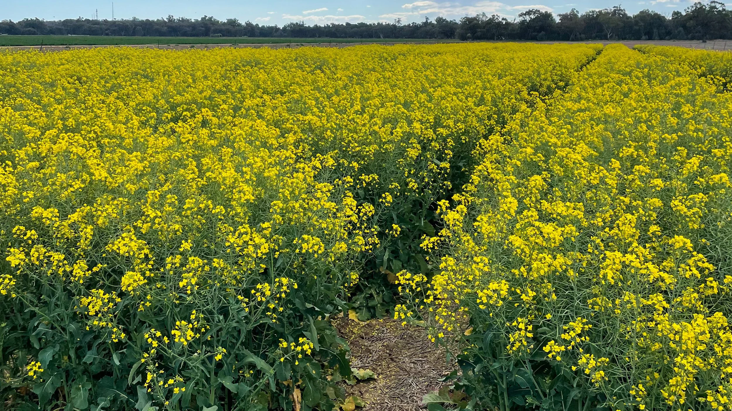 A sprawling field of yellow flowering crops, likely canola, under a partly cloudy sky with a tree line in the background.
