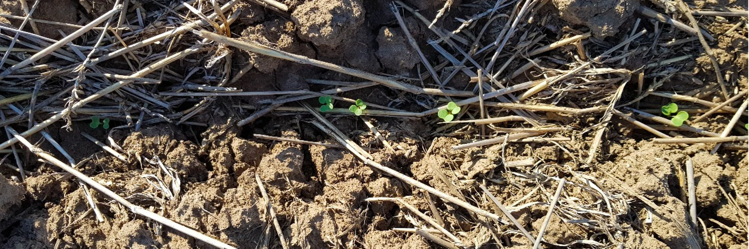 Evaluating novel approaches for drought resilience through capitalising on an established network of long-term trials