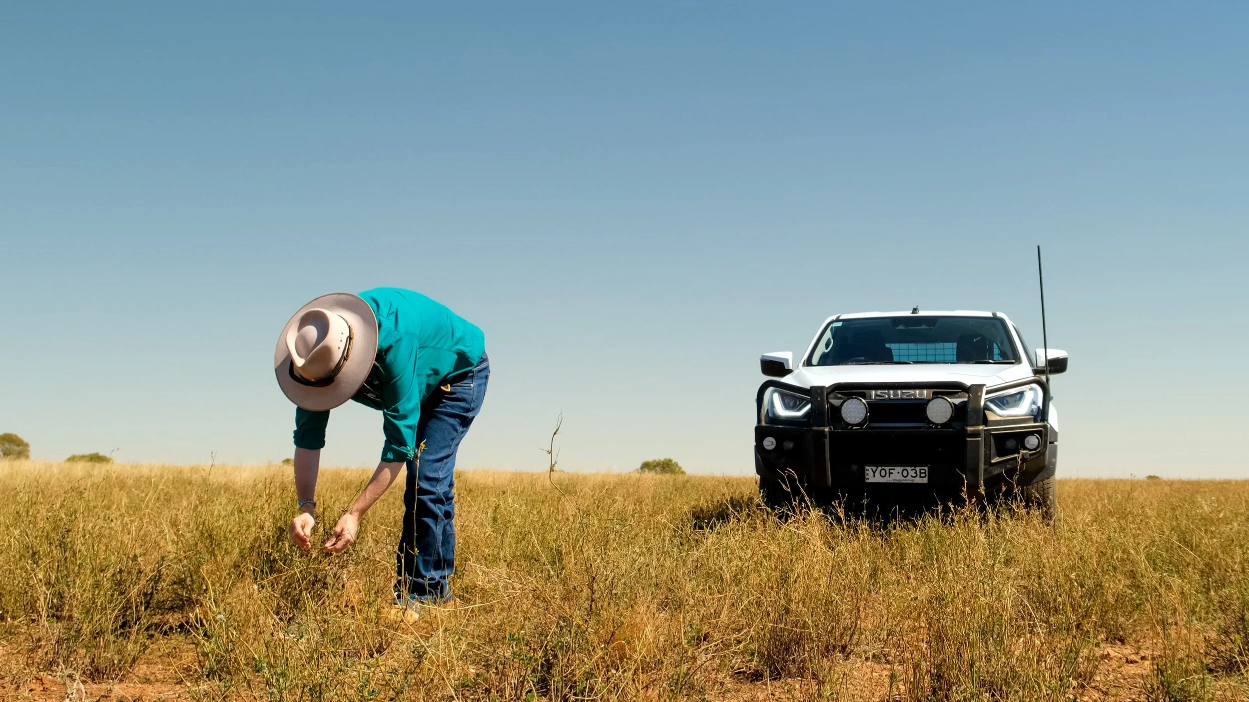 A person wearing a hat and teal shirt bent over in a grassy field, with a white pickup truck parked nearby under a clear blue sky.