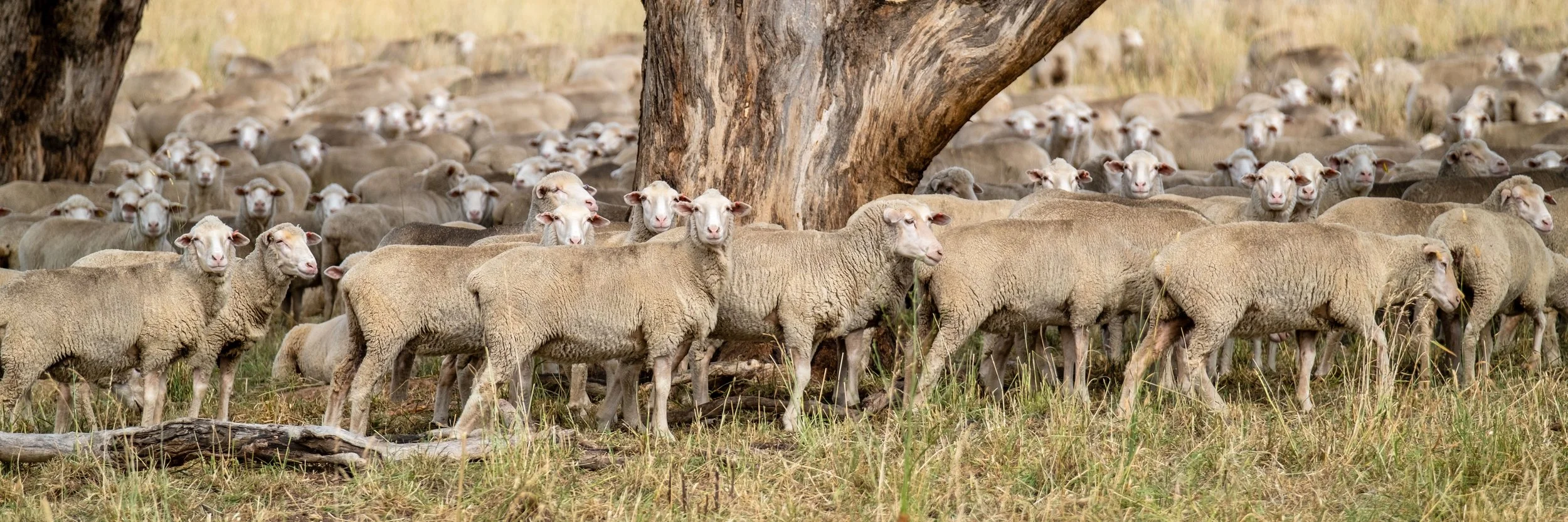 A large flock of sheep with white faces and woolly bodies gathered around a big tree in a grassy field.